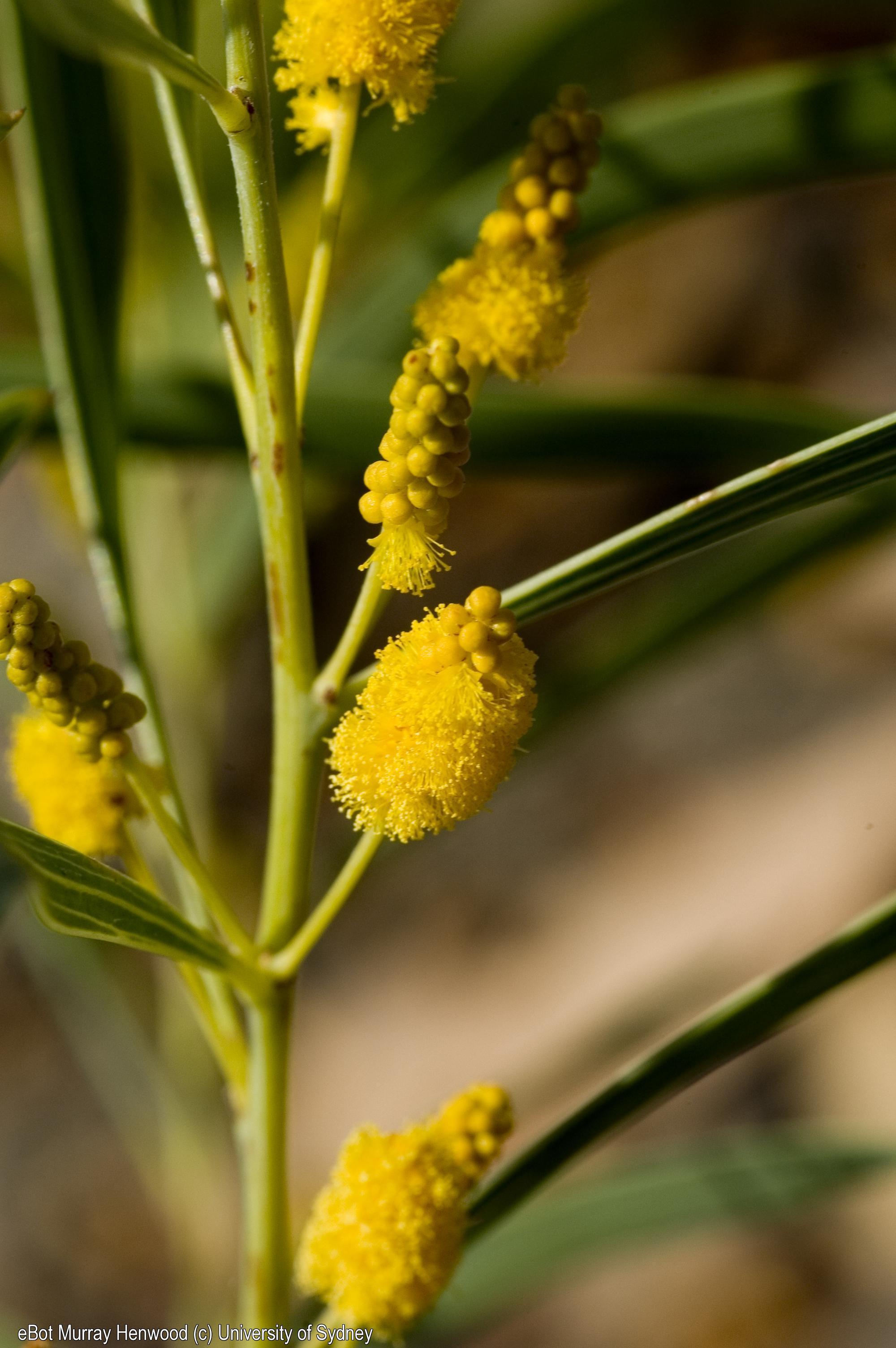 Acacia praetermissa