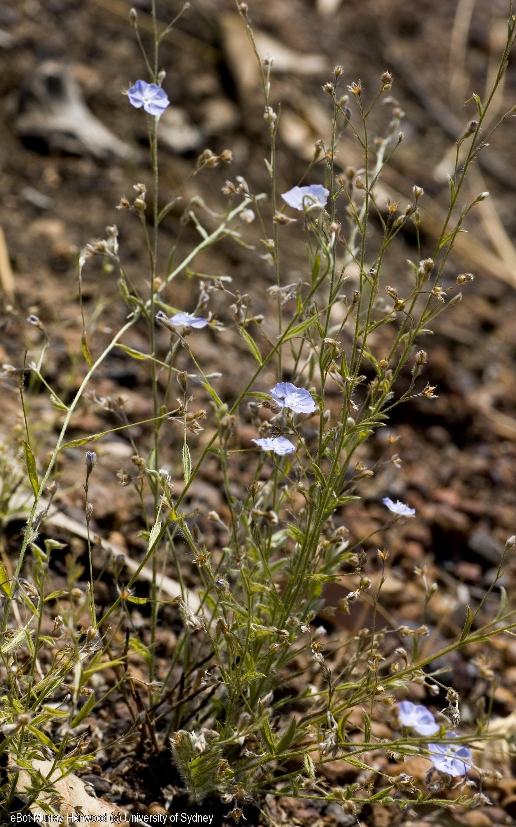 Evolvulus alsinoides