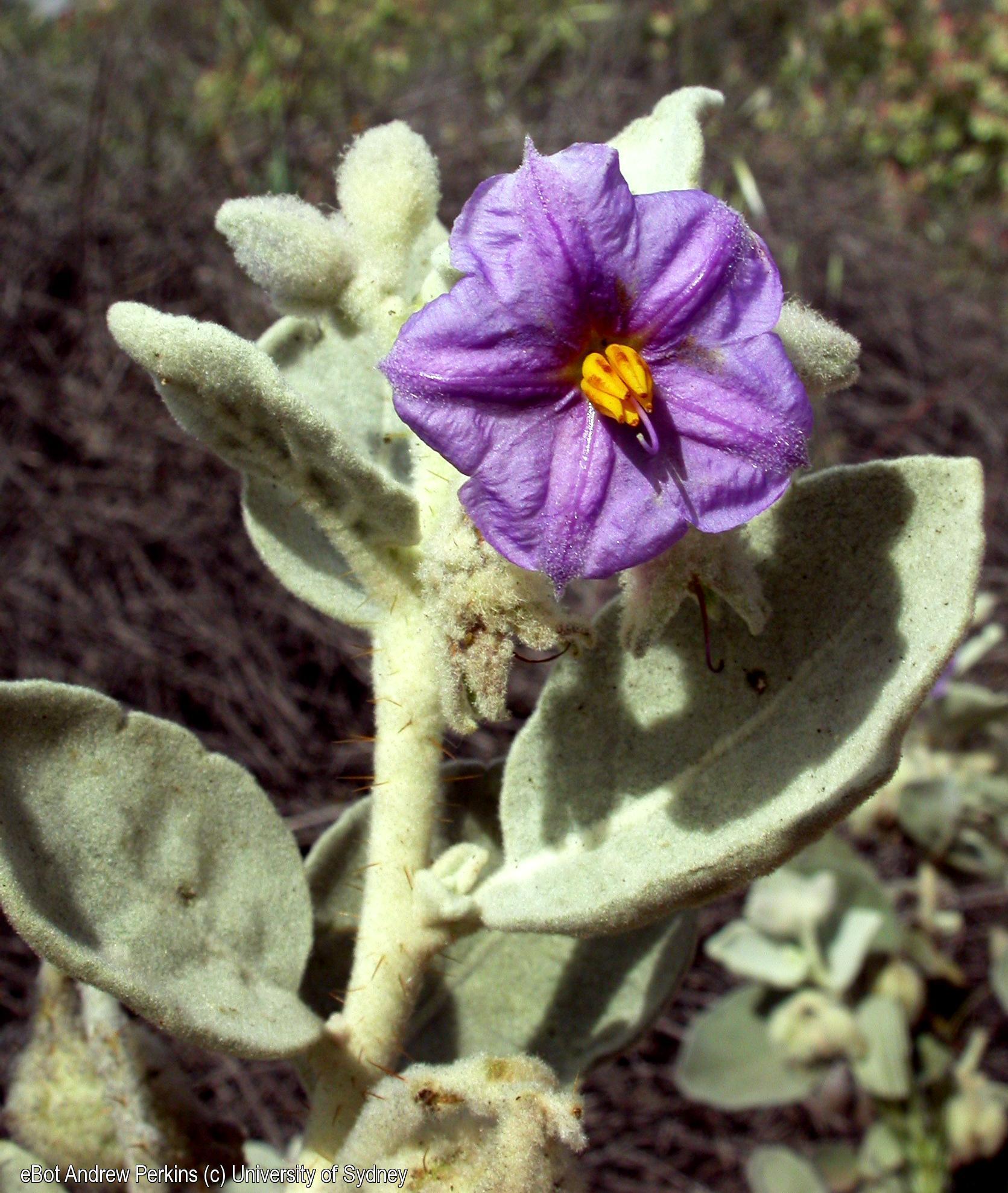 Solanum lasiophyllum