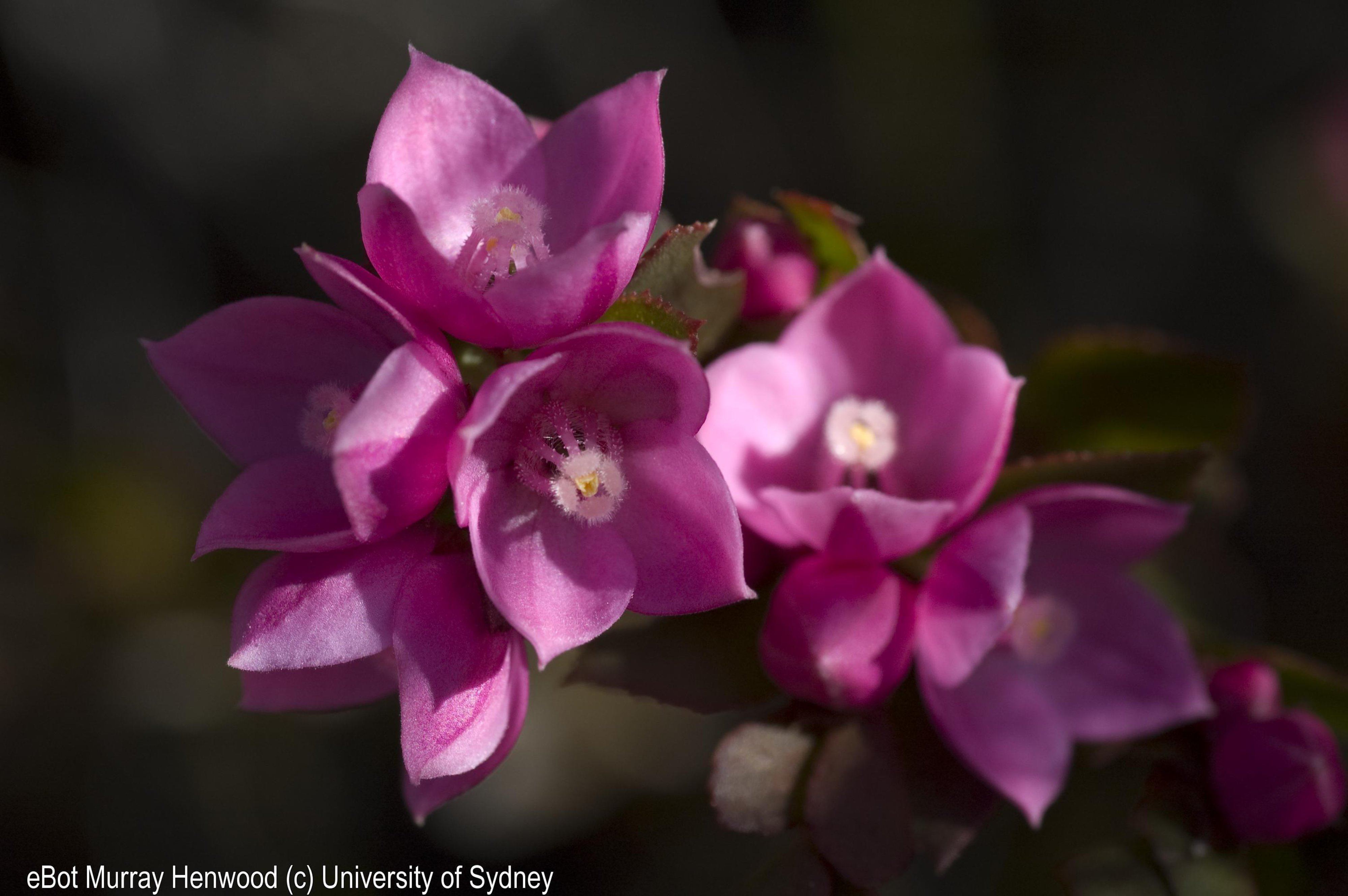Boronia serrulata