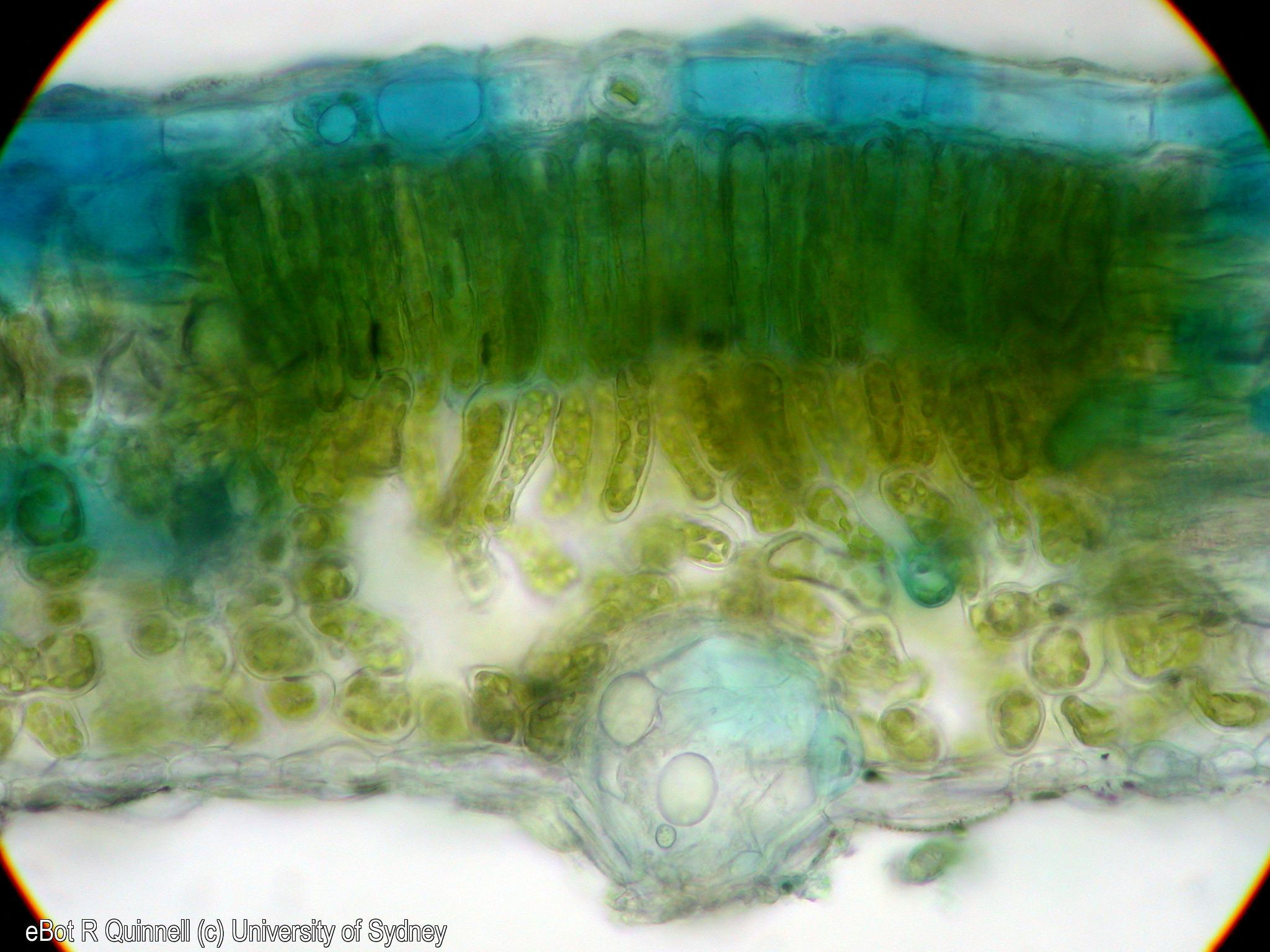 TS Corymbia Gummifera Leaf Lamina University Of Sydney Library