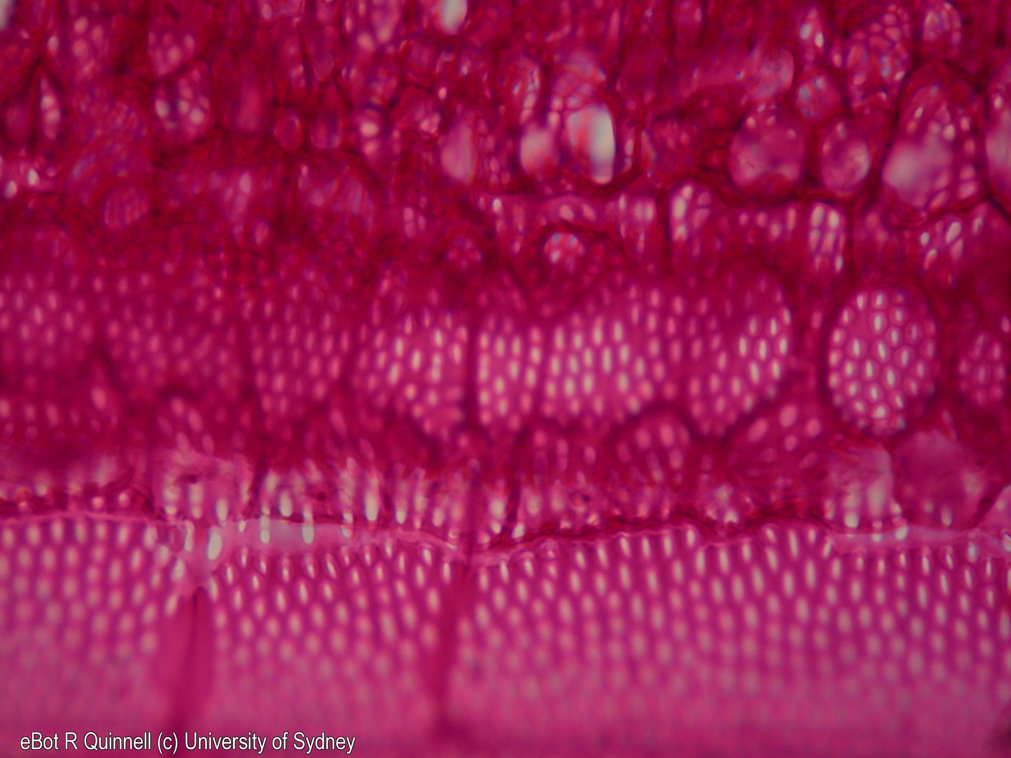 LS old stem Cucurbita secondary xylem