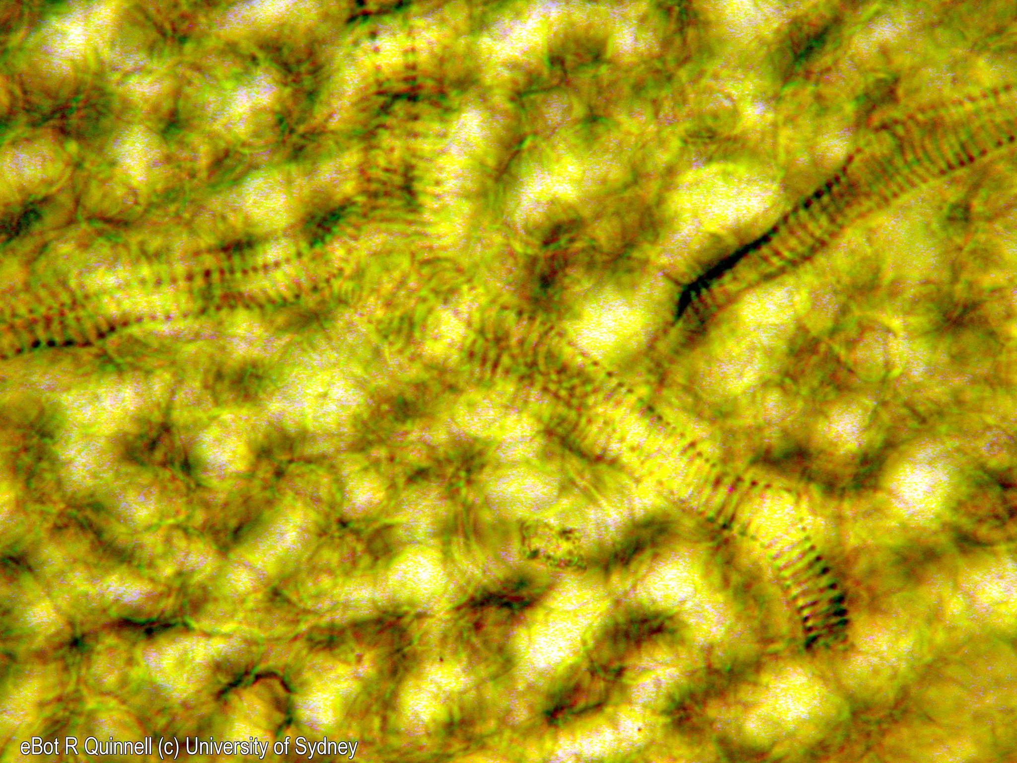 Paradermal view cleared Acalypha leaf