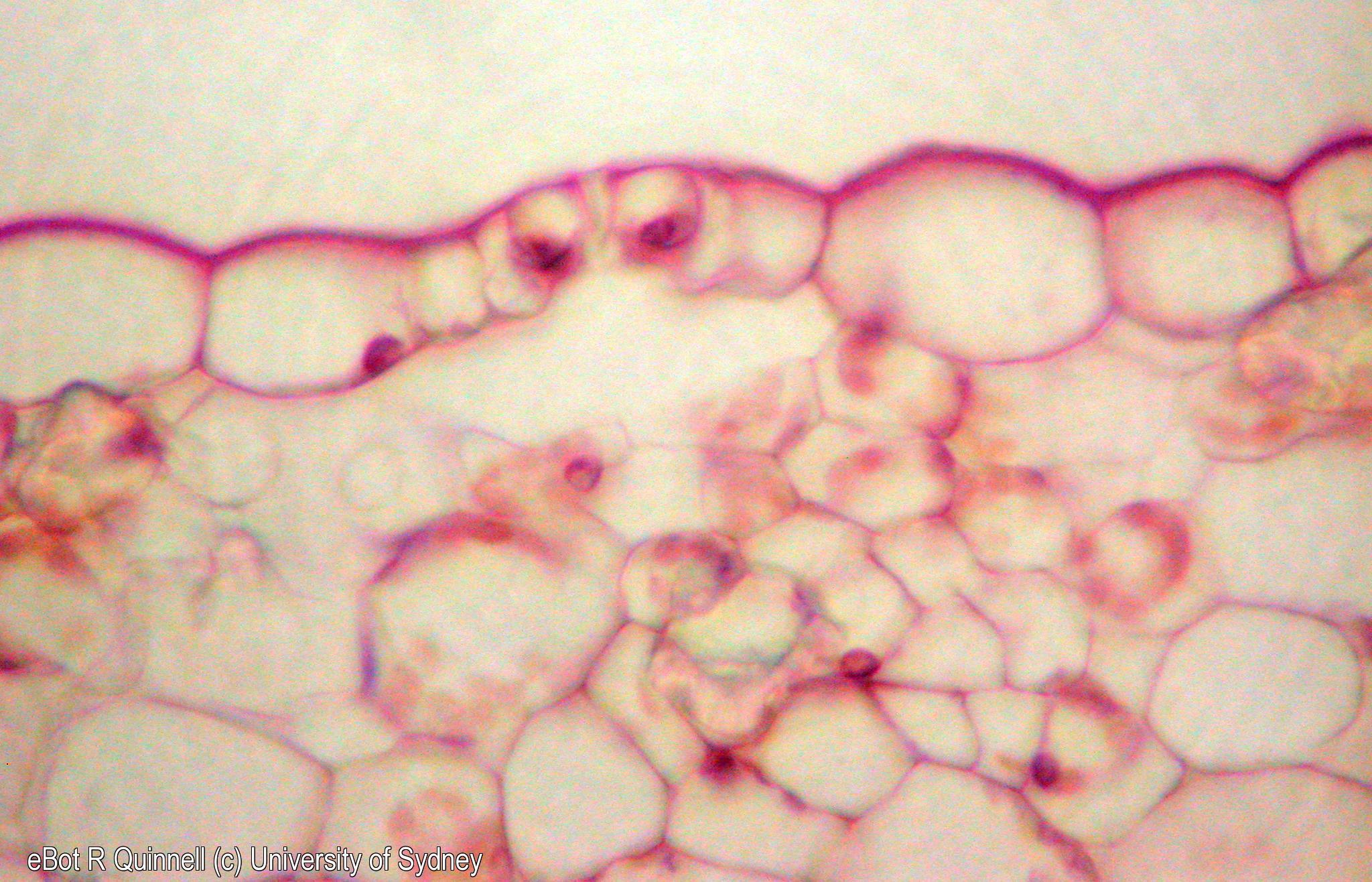 TS young Cucurbita stem stoma