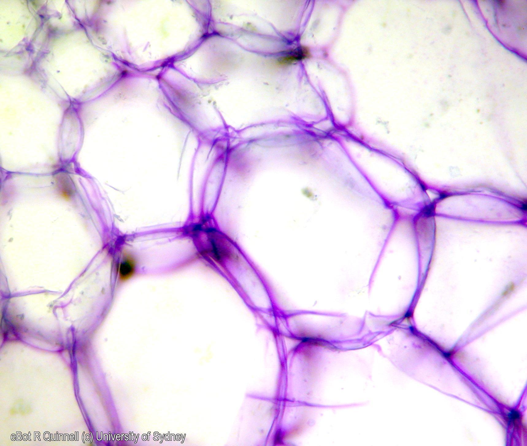 TS Apium graveolens (celery) parenchyma