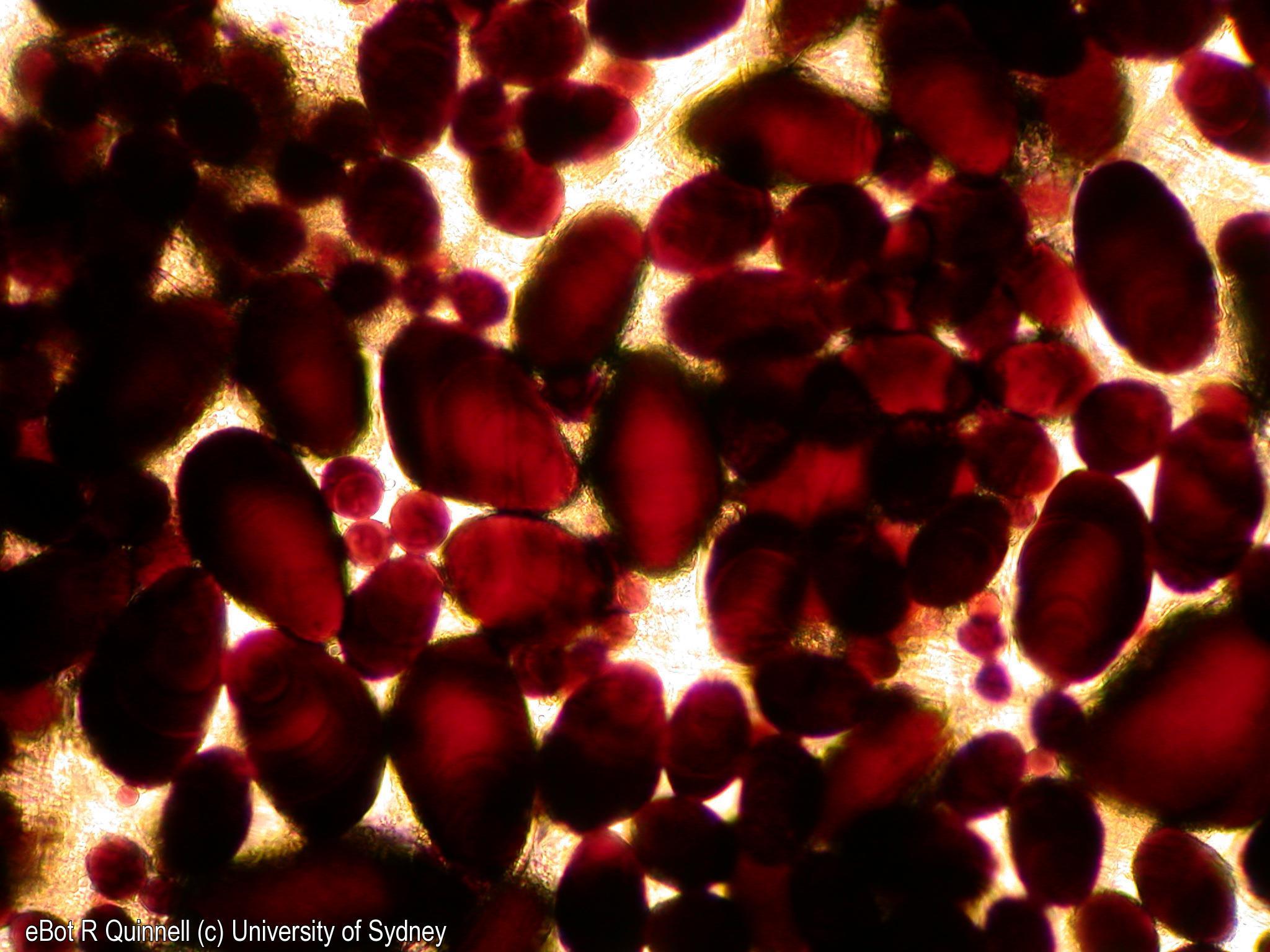 Solanum tuberosum (potato) macerate