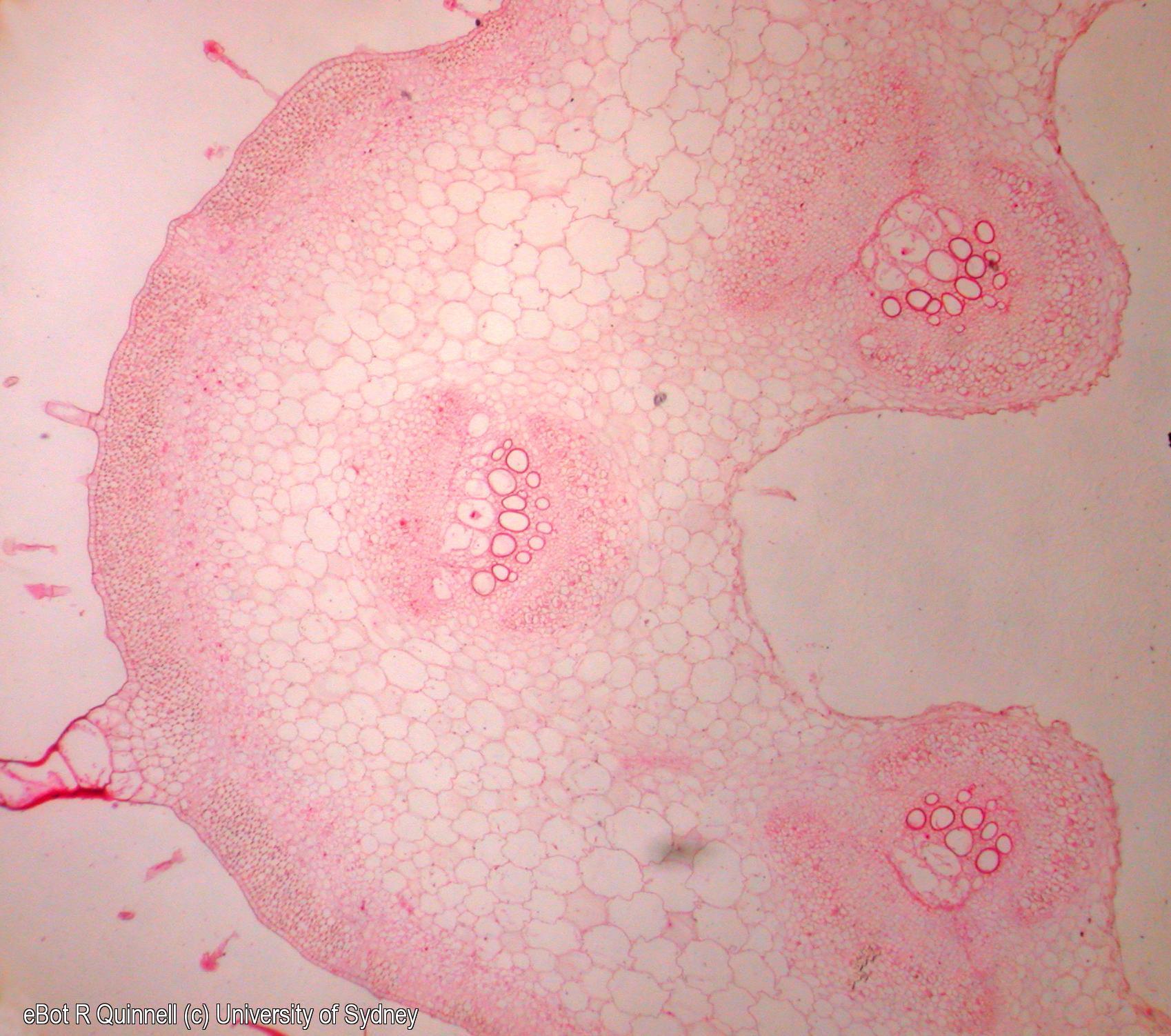 TS young Cucurbita stem