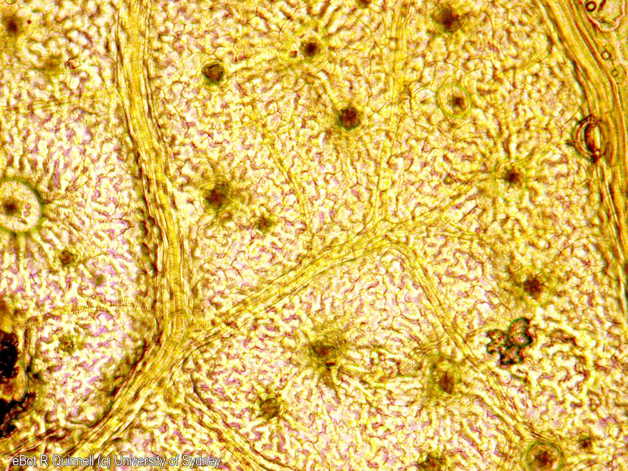 Paradermal view cleared Acalypha leaf