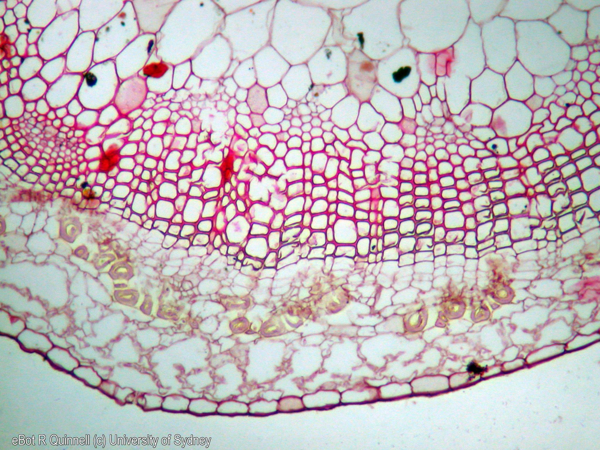 TS stem Linum (flax)