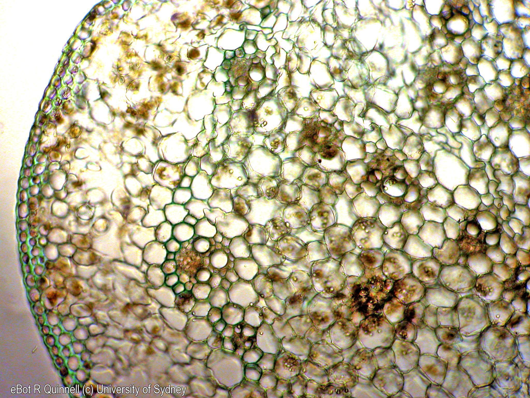 TS Tradescantia stem