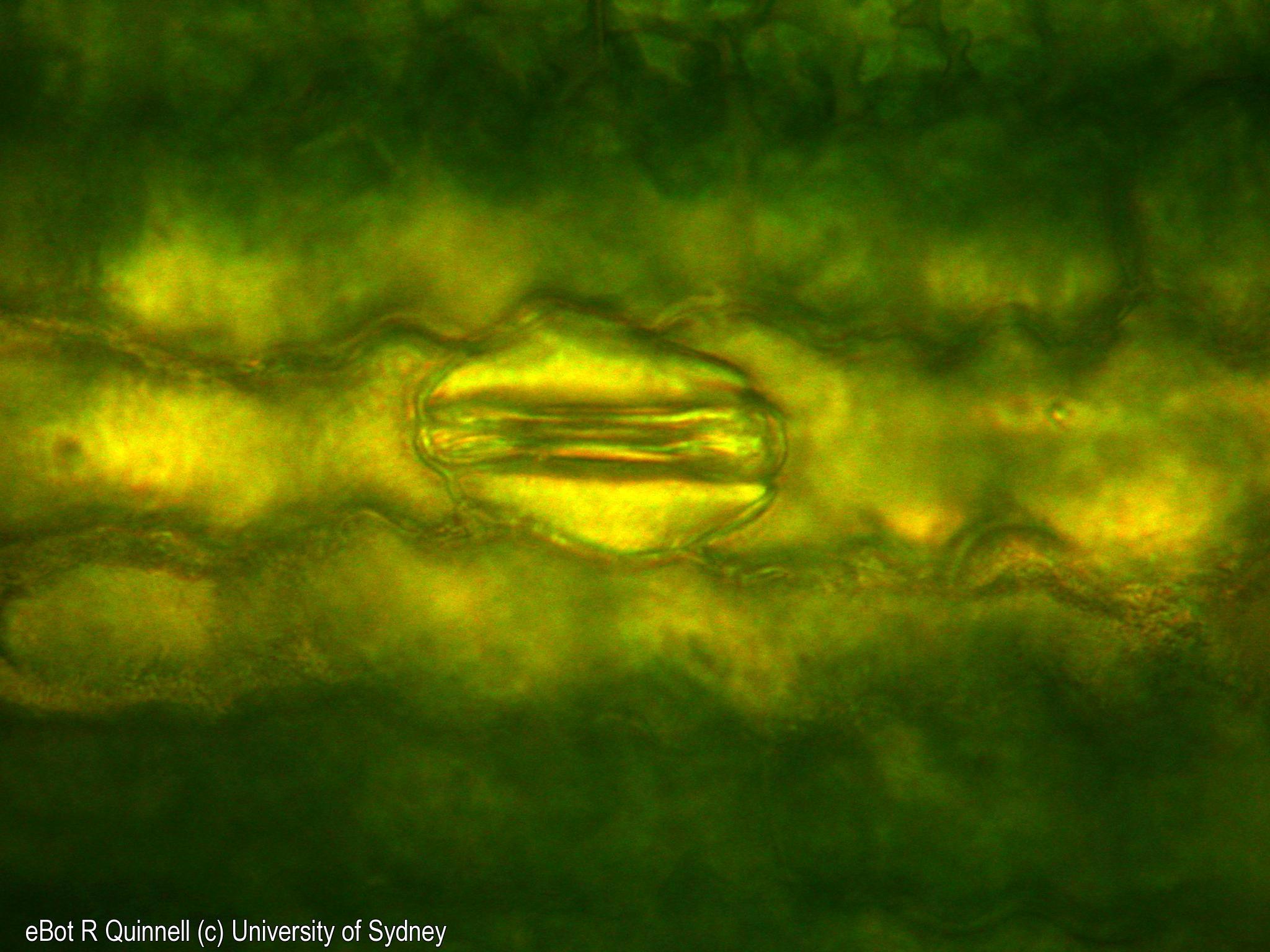 Epidermal section Zea leaf