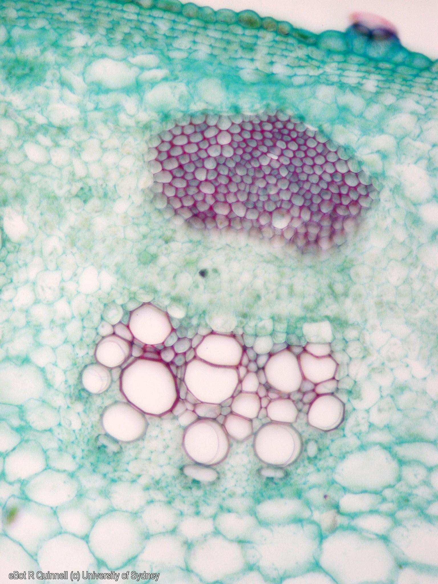 TS Helianthus stem vascular bundle