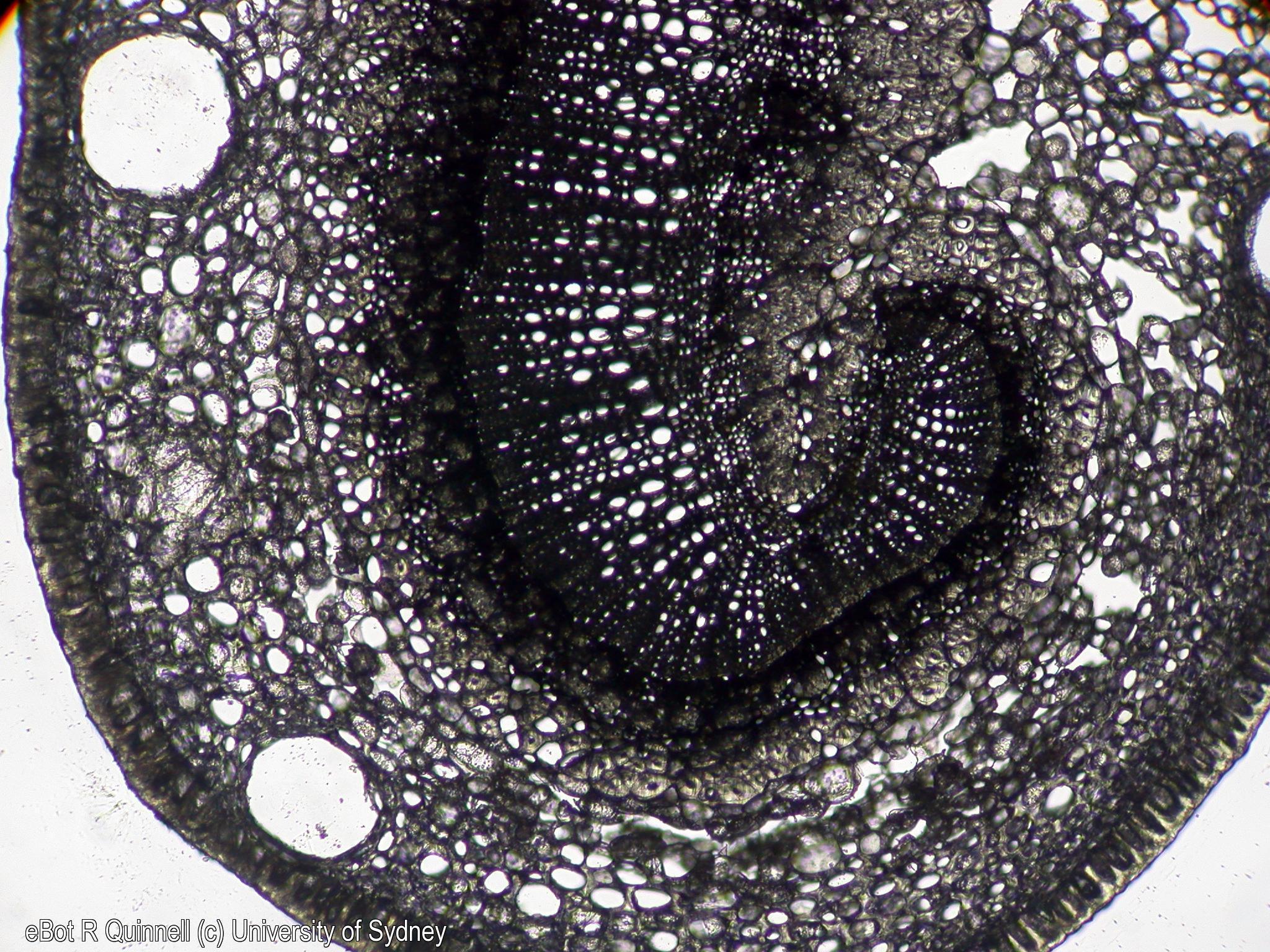 TS Eucalyptus petiole