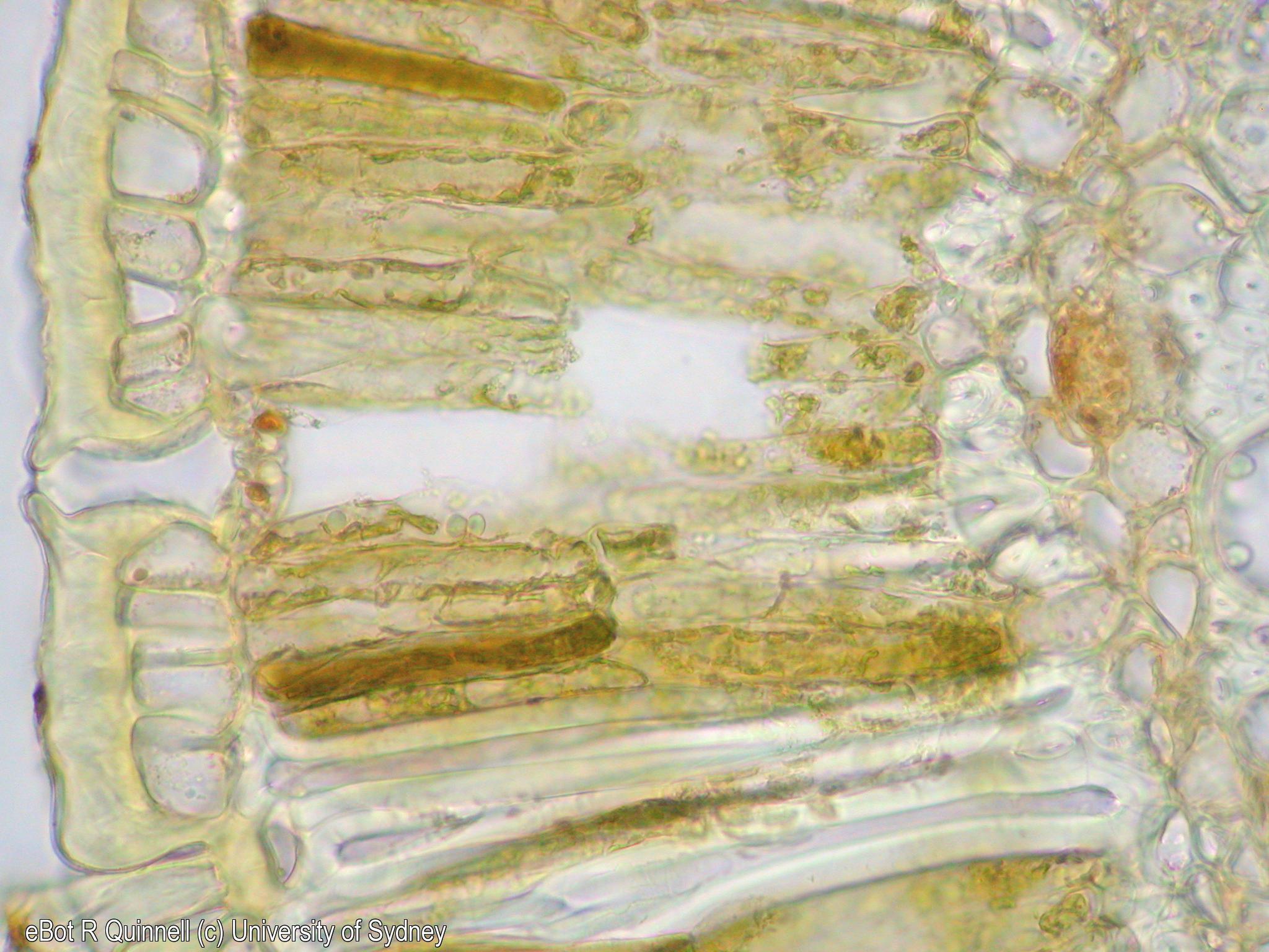 TS Hakea gibbosa leaf stoma