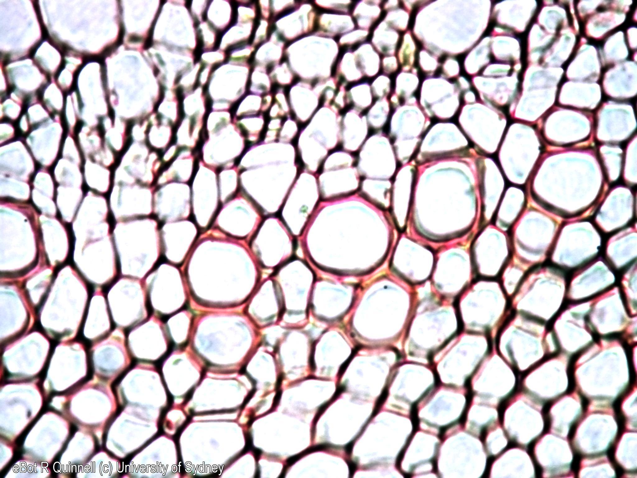 TS Dianthus cladode vascular tissue
