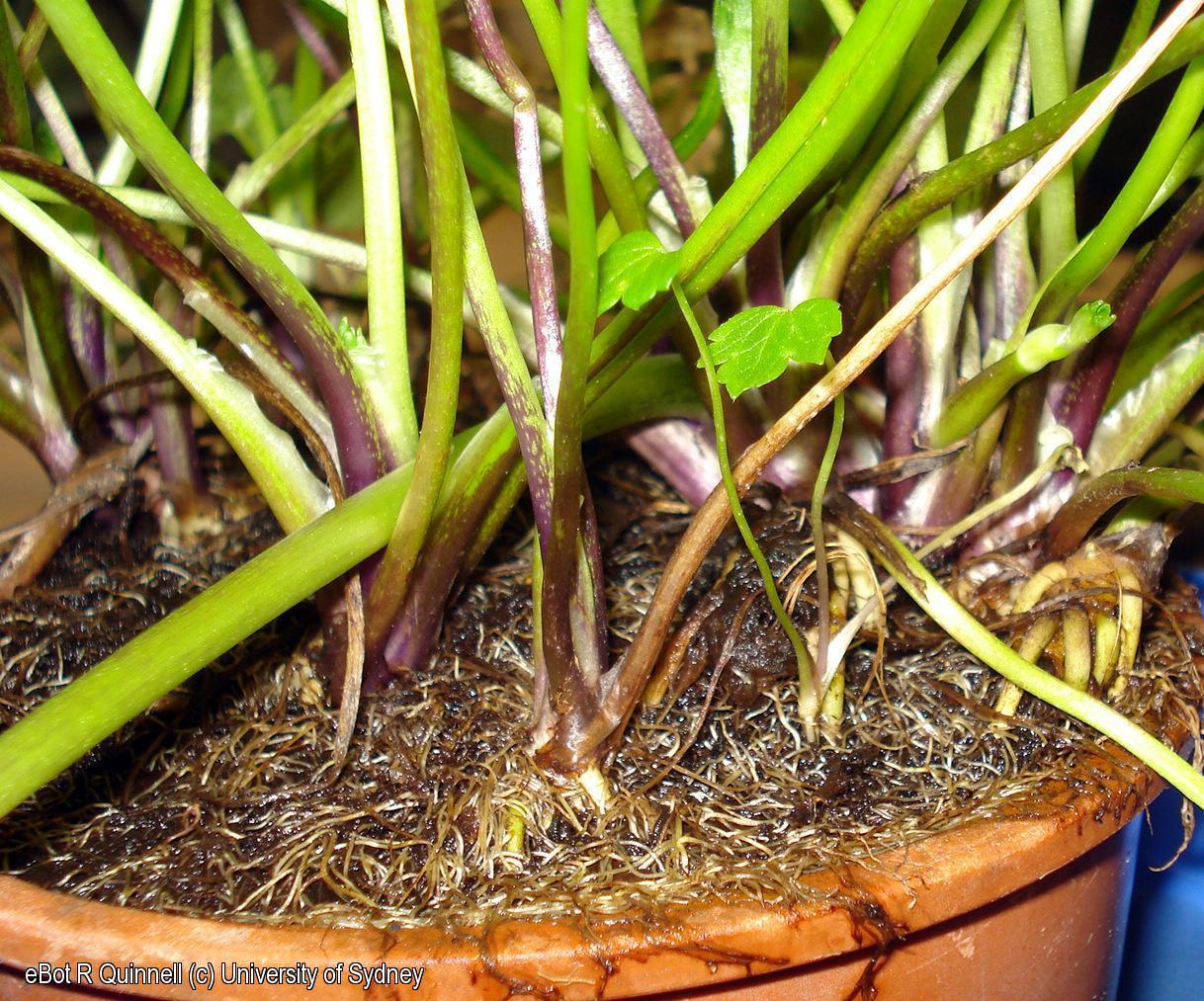 Ranunculus root system