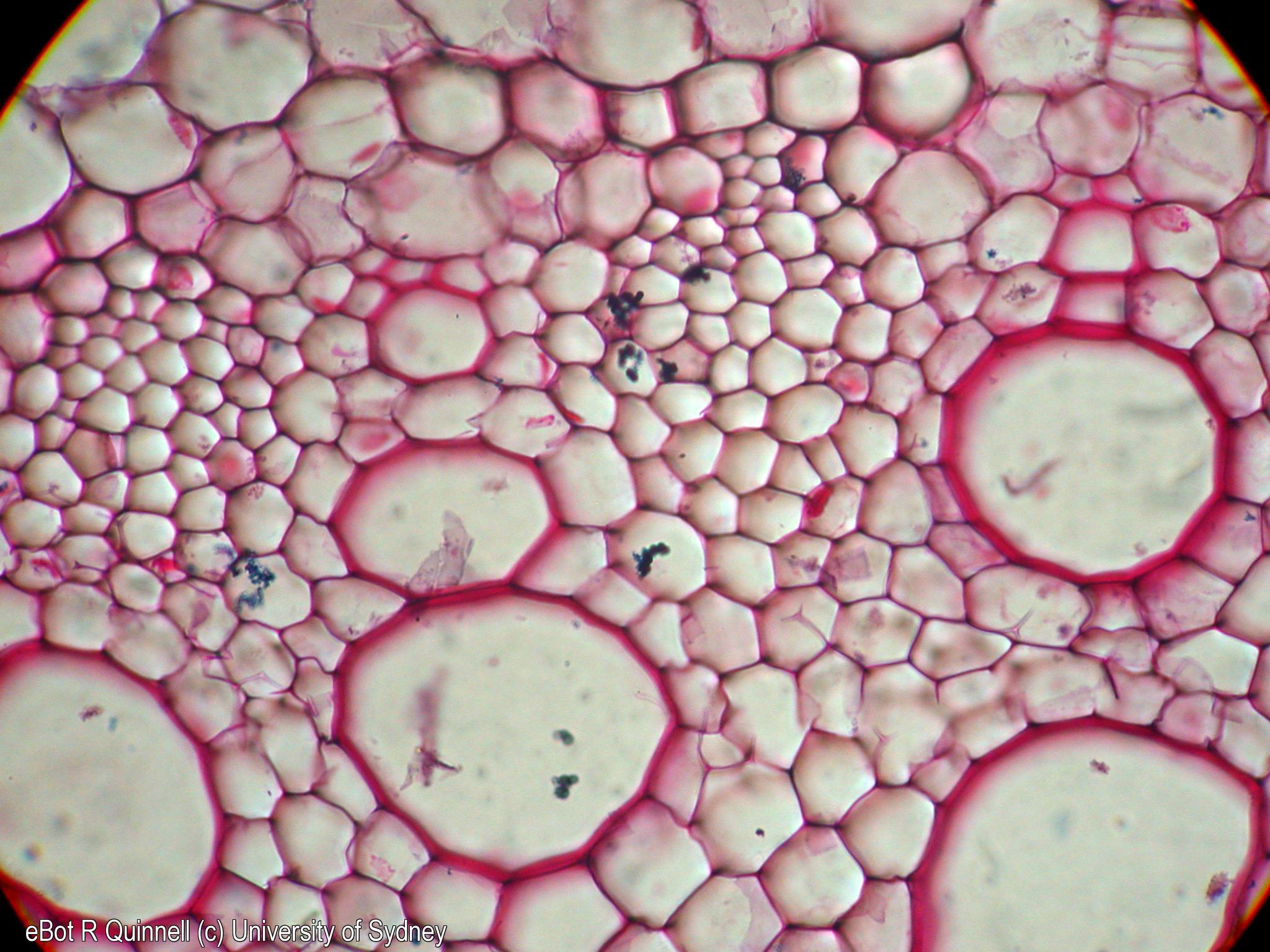 TS Agapanthus root xylem