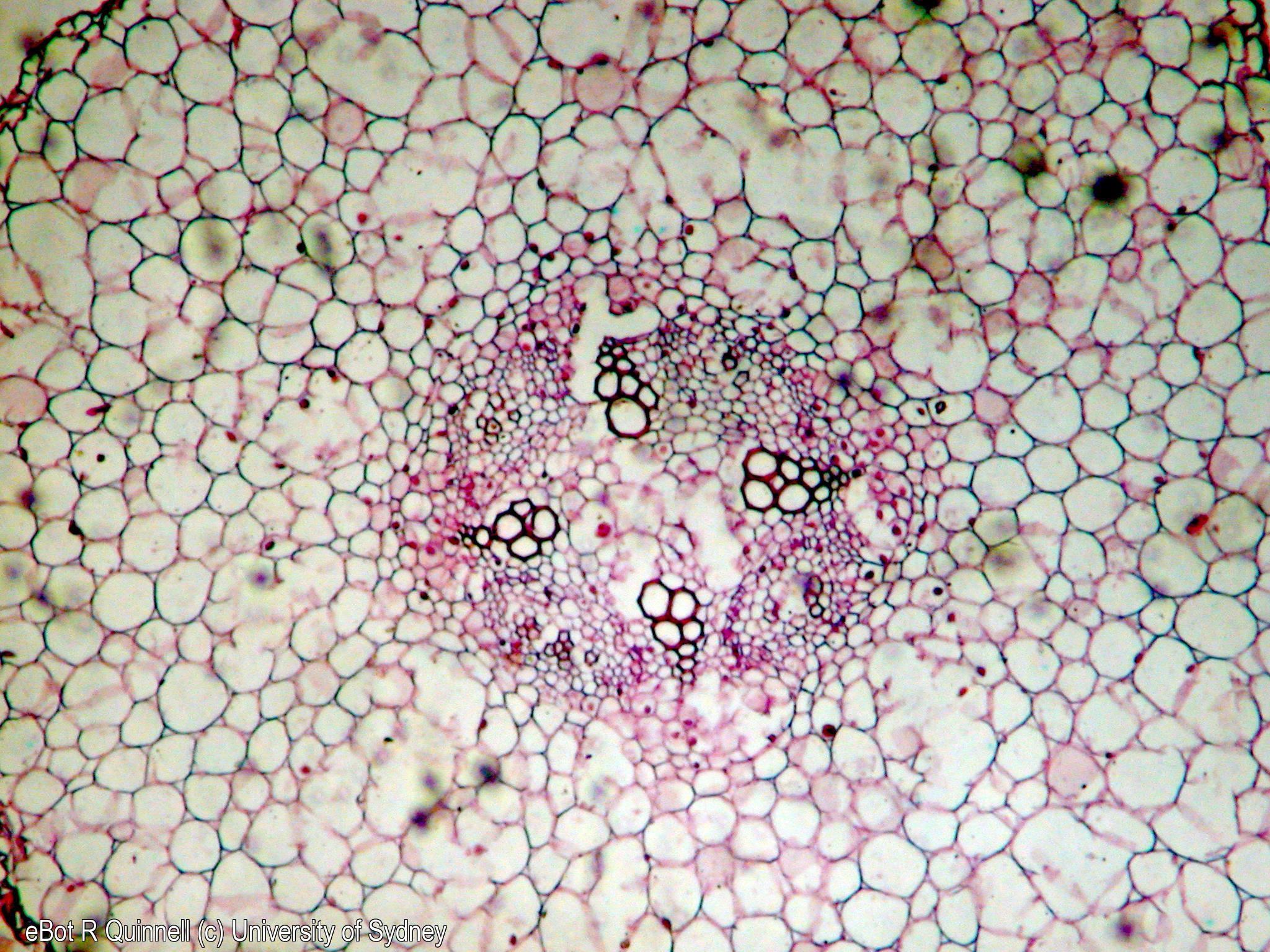 TS Vicia faba young root