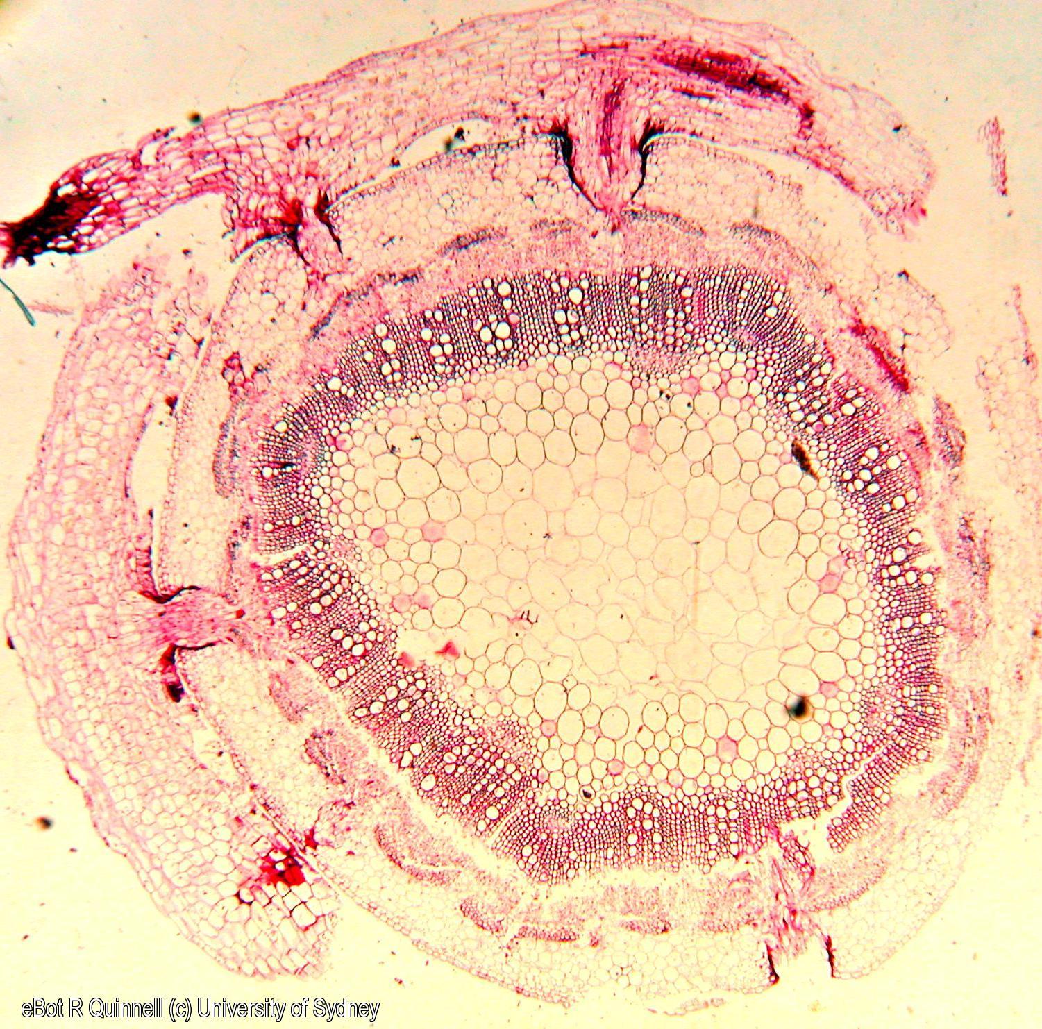TS Cucsuta campestris on Medicago stem