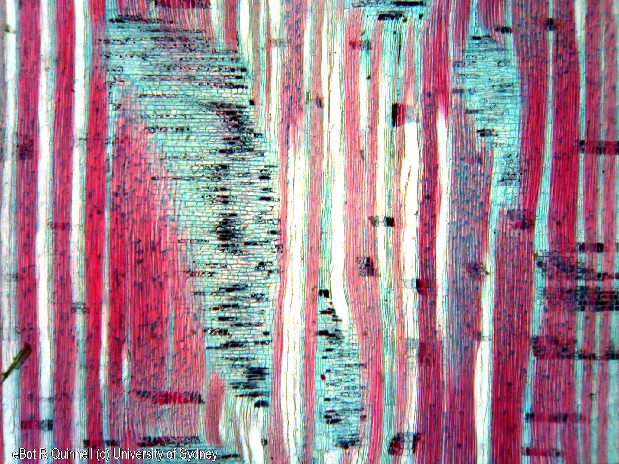 RLS Grevillea robusta