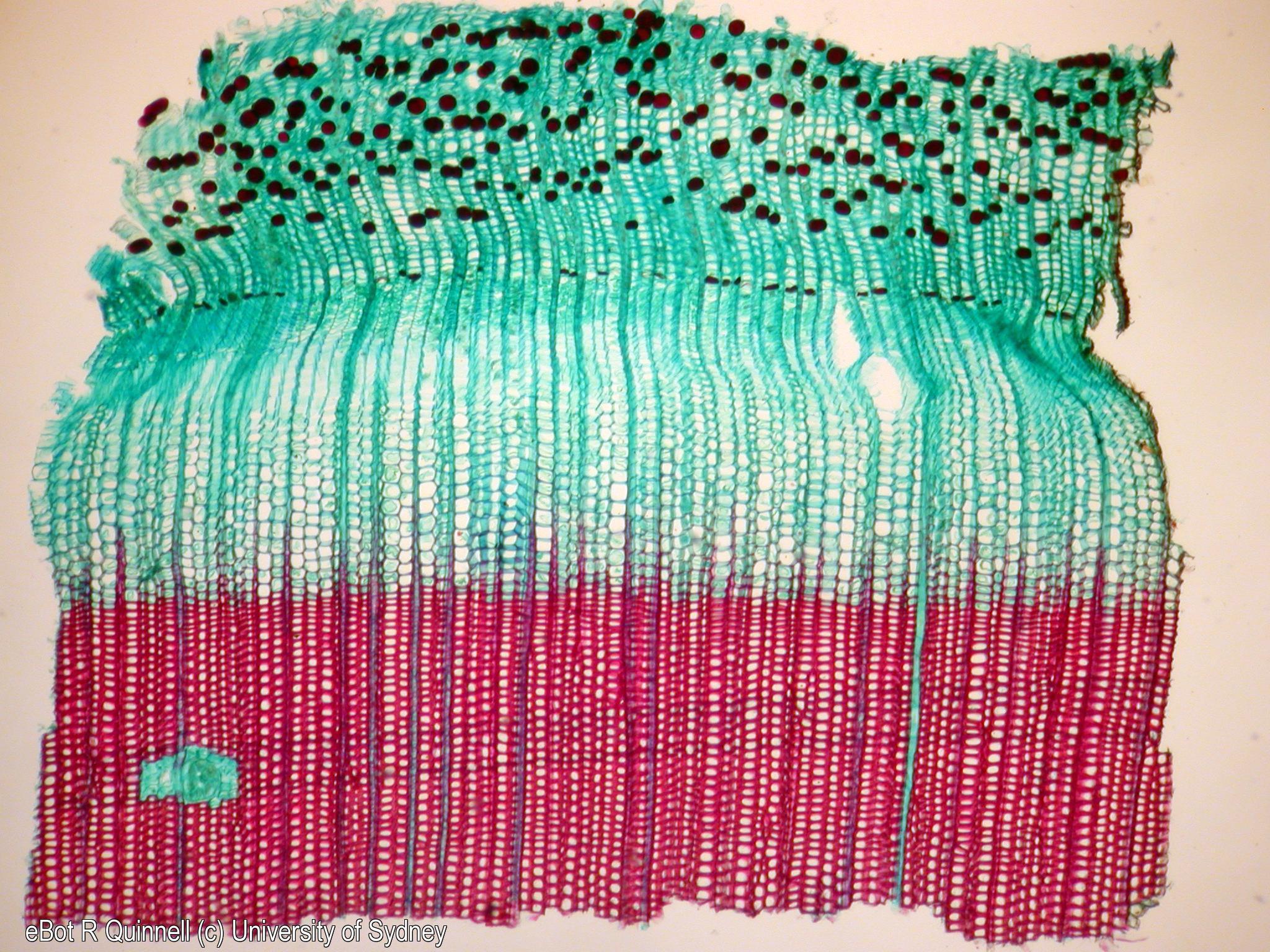 TS Pinus stem vascular cambium