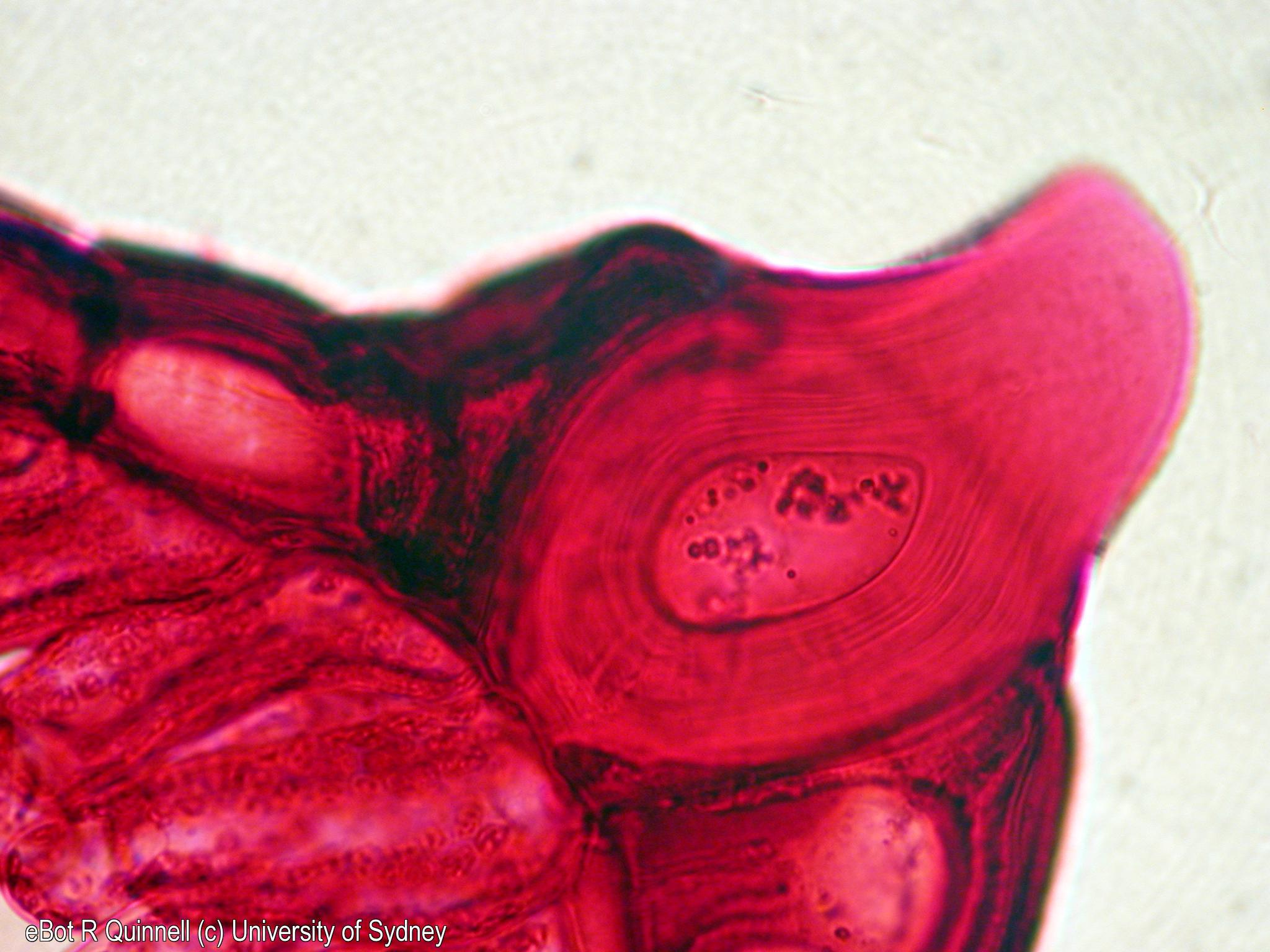 TS Scaevola leaf hair