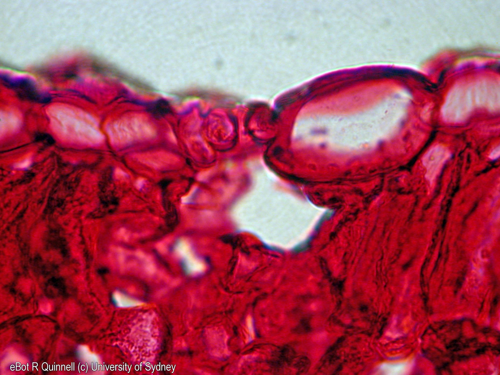 TS Scaevola stem stoma