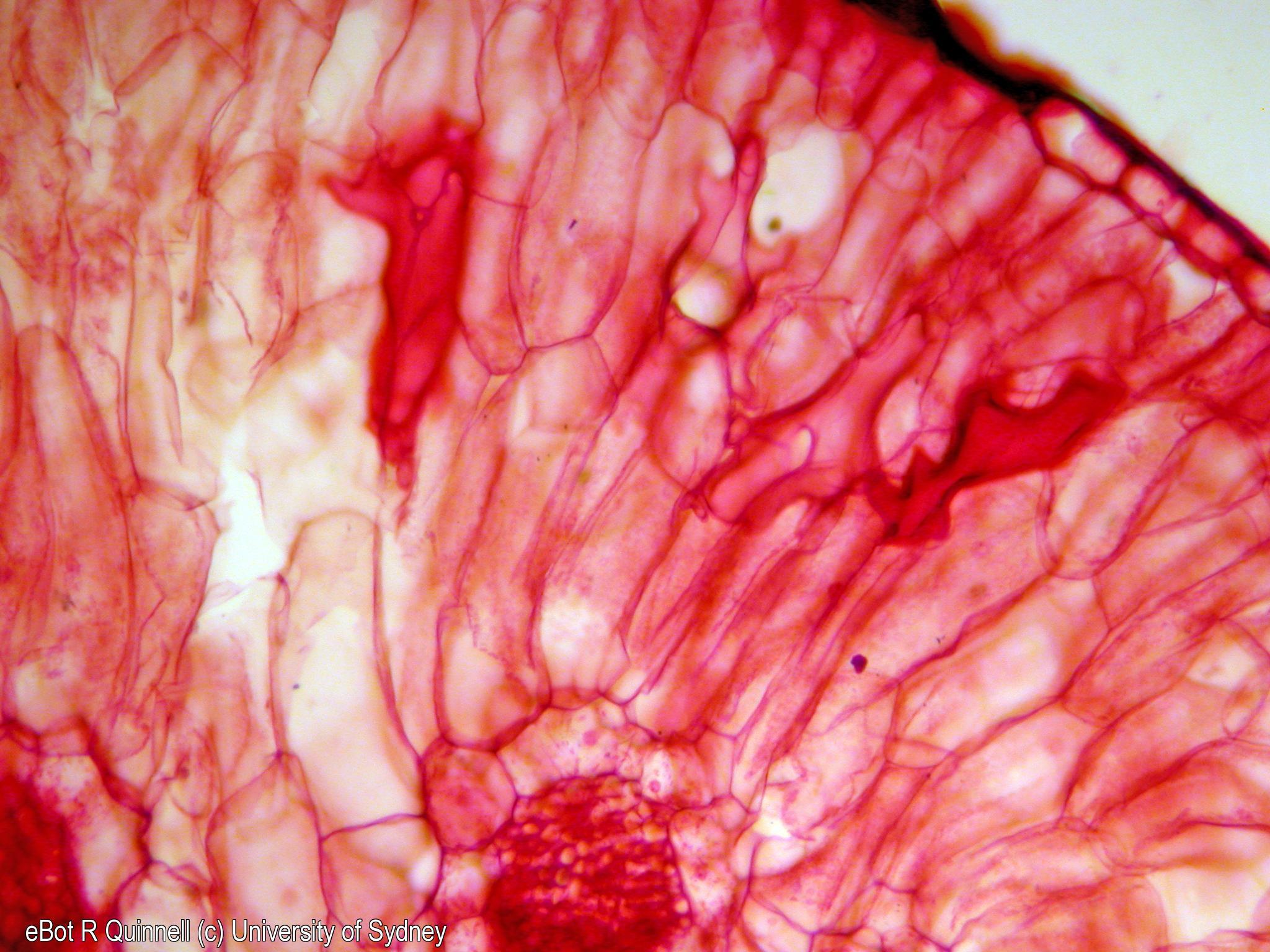 TS Scaevola phyllode