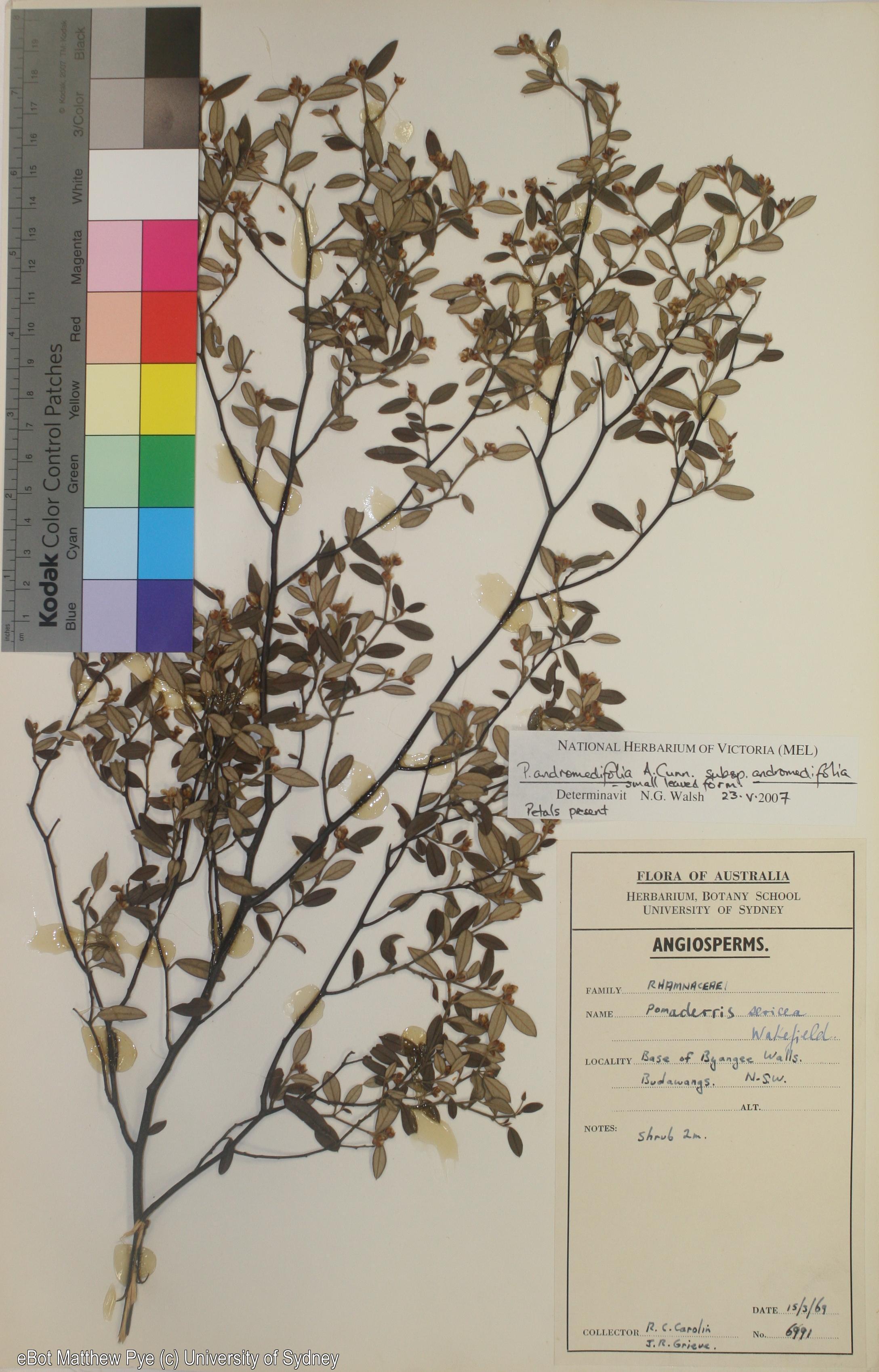 Pomaderris andromedifolia ssp. andromedifolia