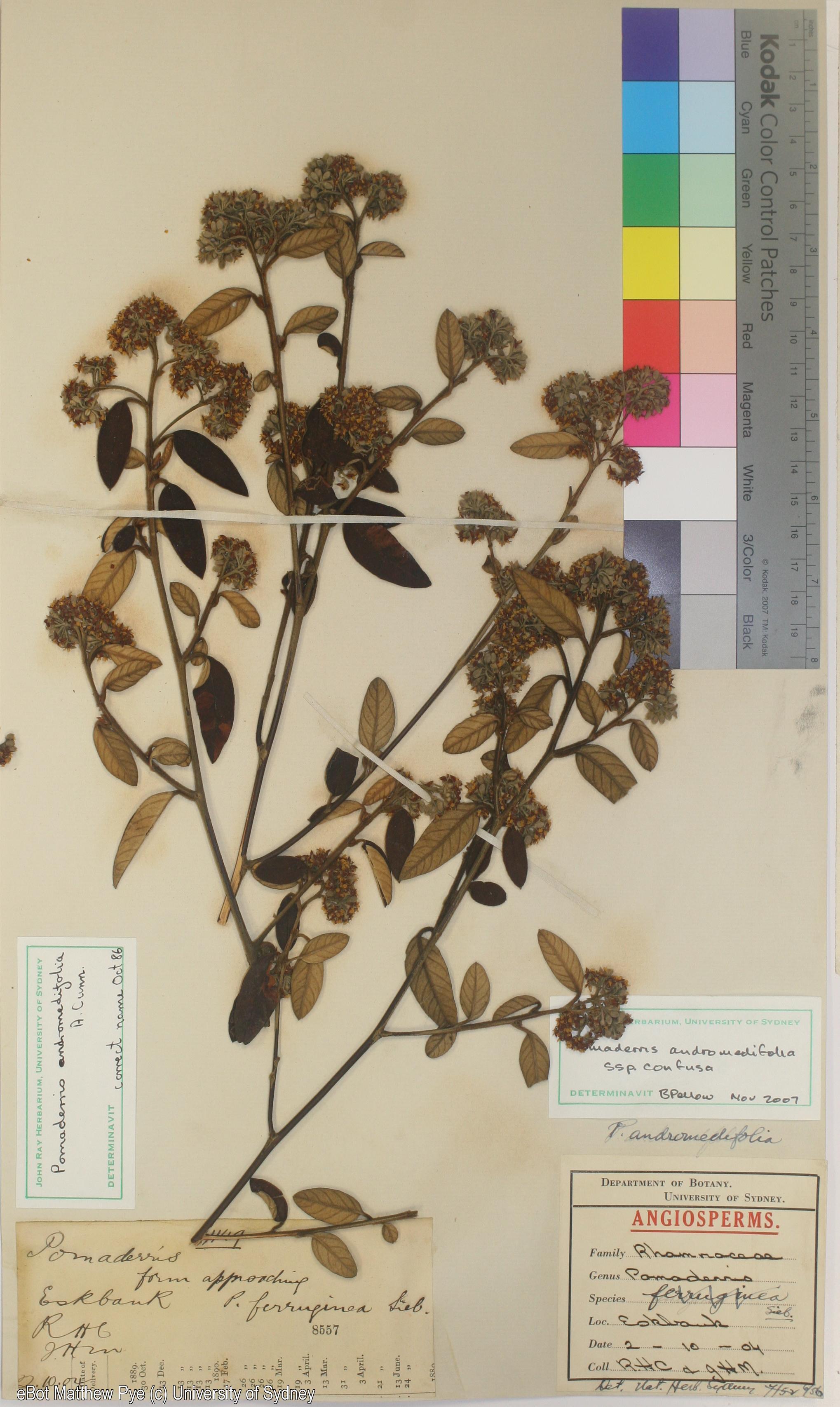 Pomaderris andromedifolia ssp. confusa