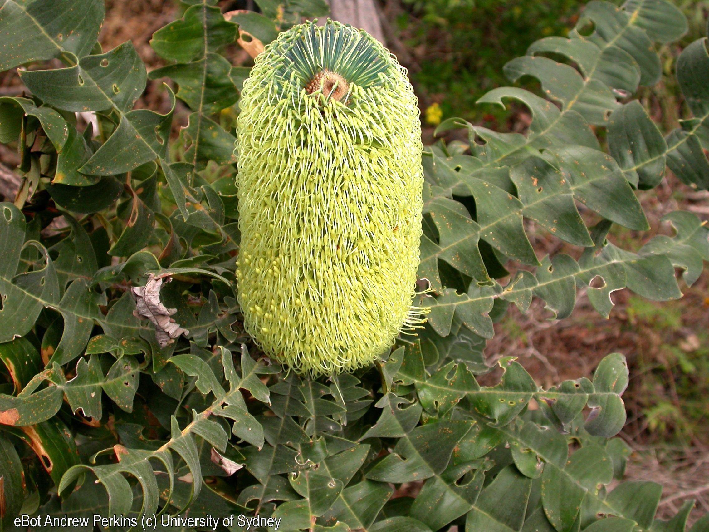 Banksia grandis