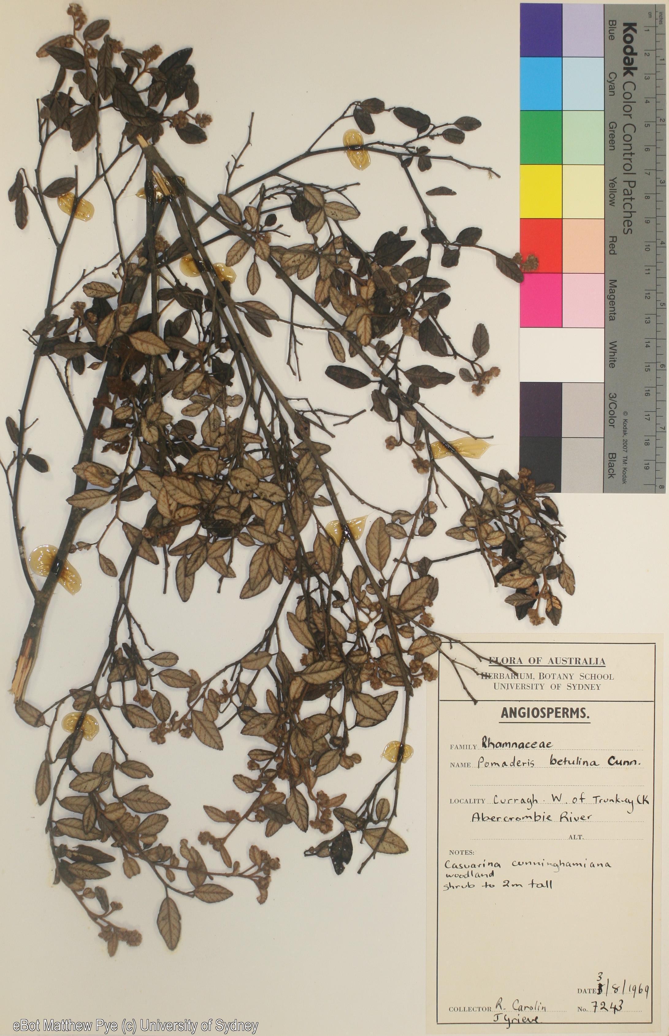 Pomaderris betulina ssp. betulina