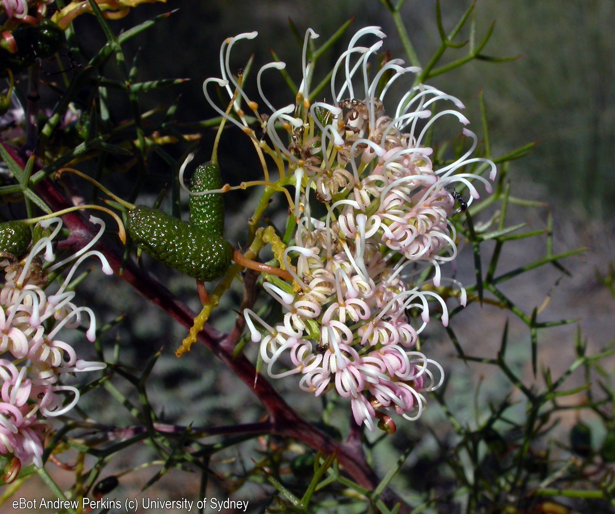 Grevillea leptopoda