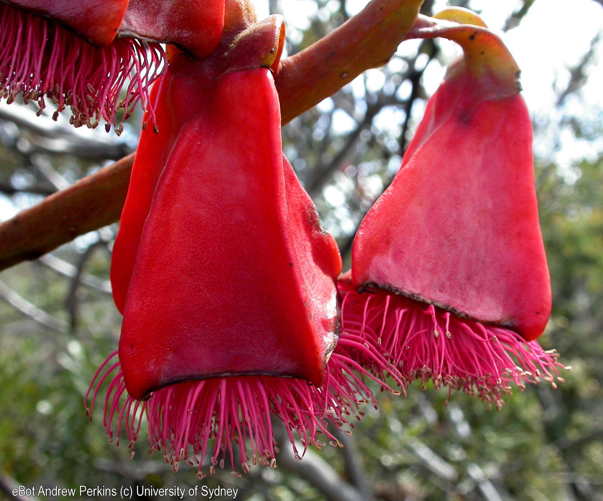 Eucalyptus tetraptera