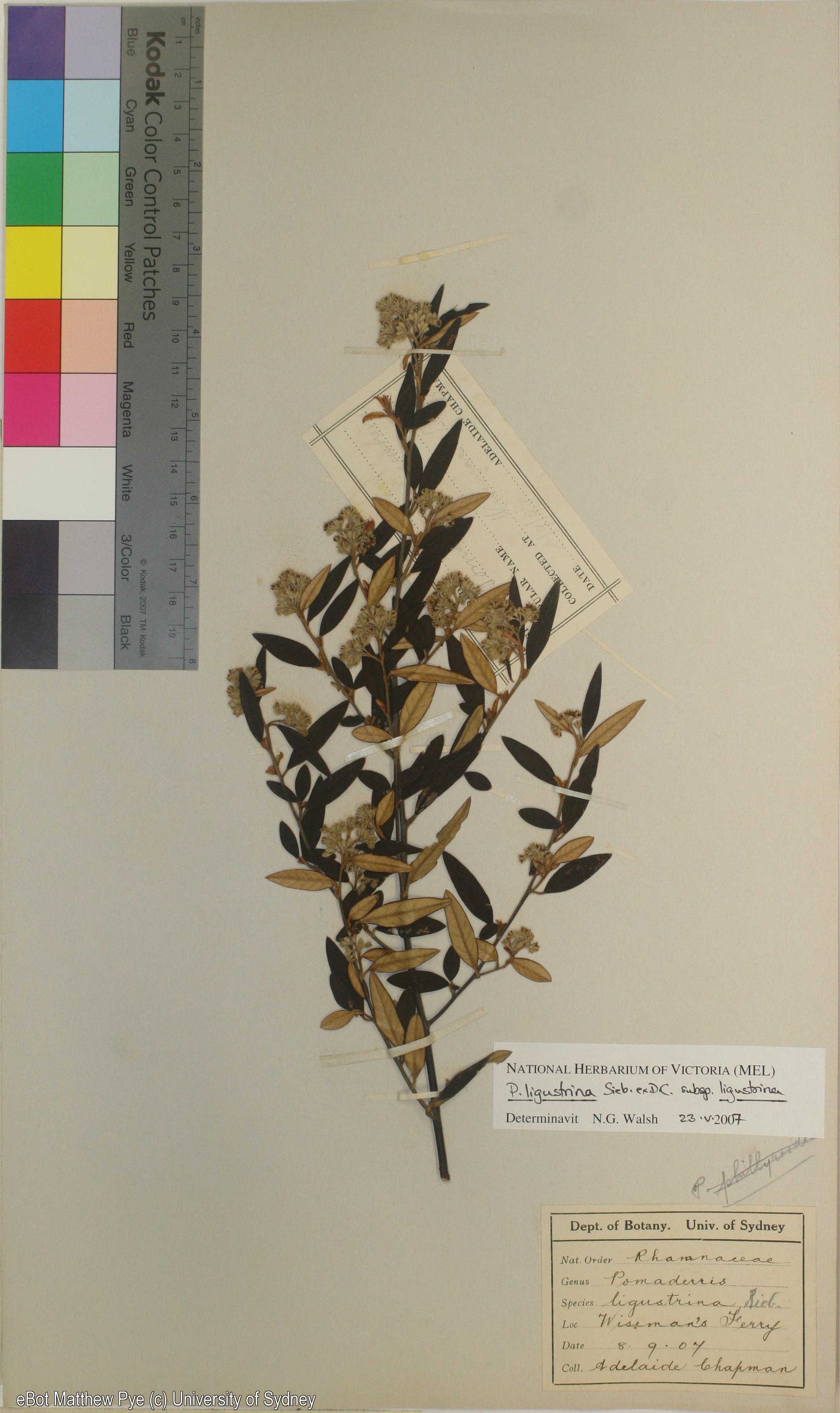 Pomaderris ligustrina ssp. ligustrina