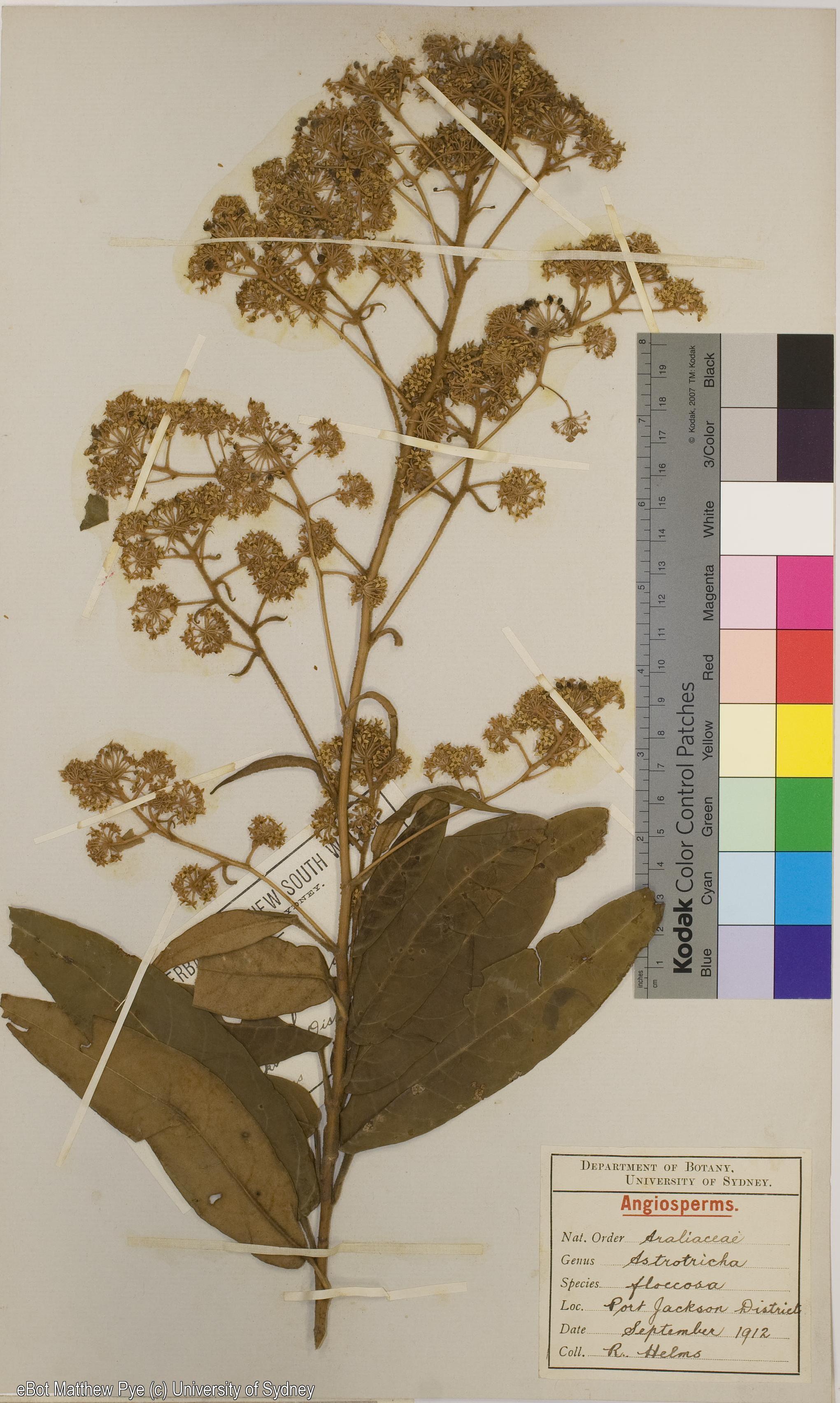 Astrotricha floccosa