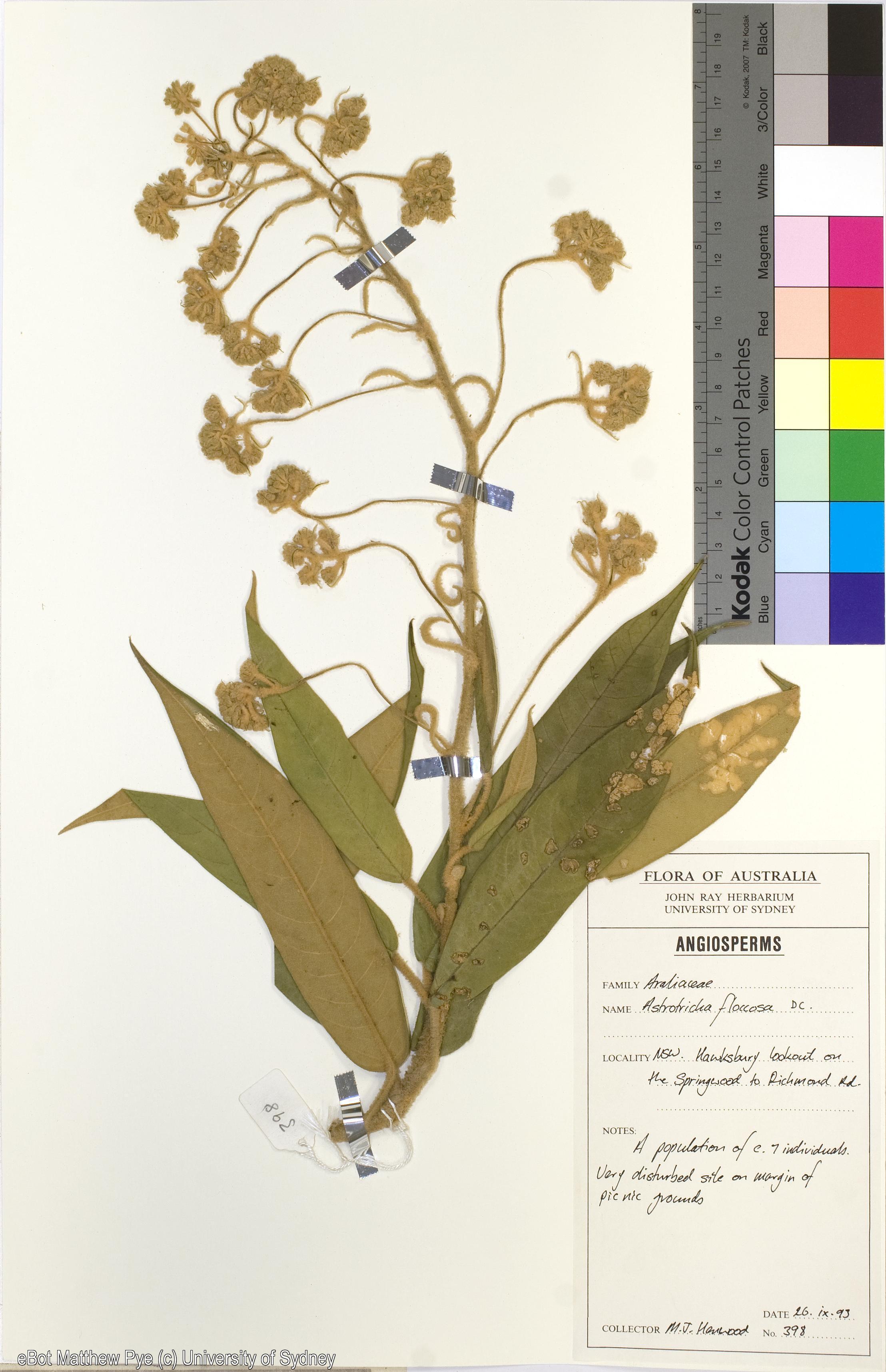 Astrotricha floccosa