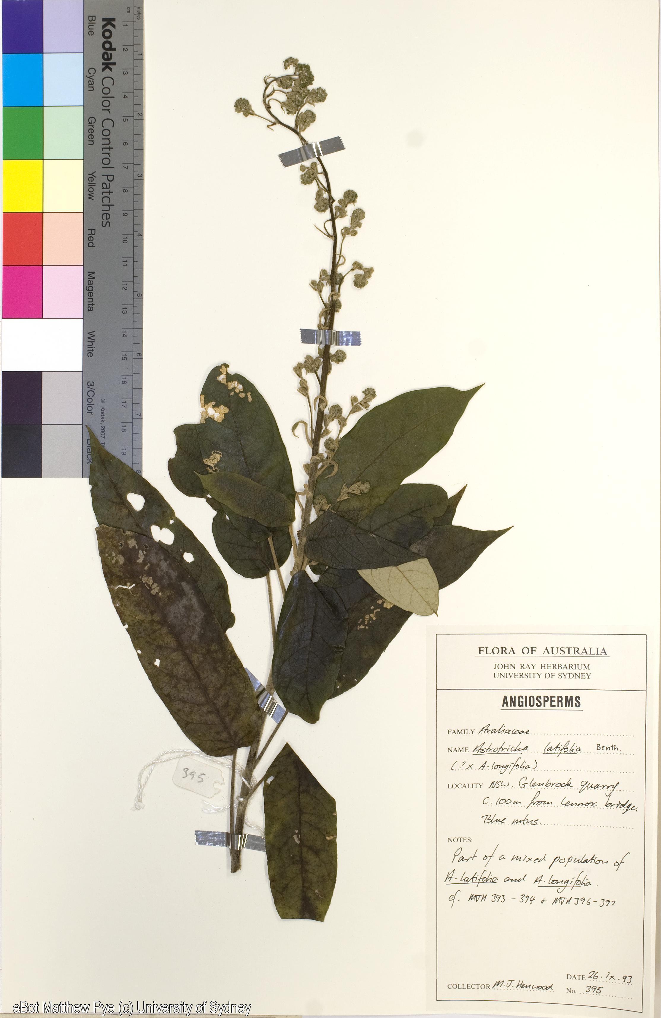 Astrotricha latifolia