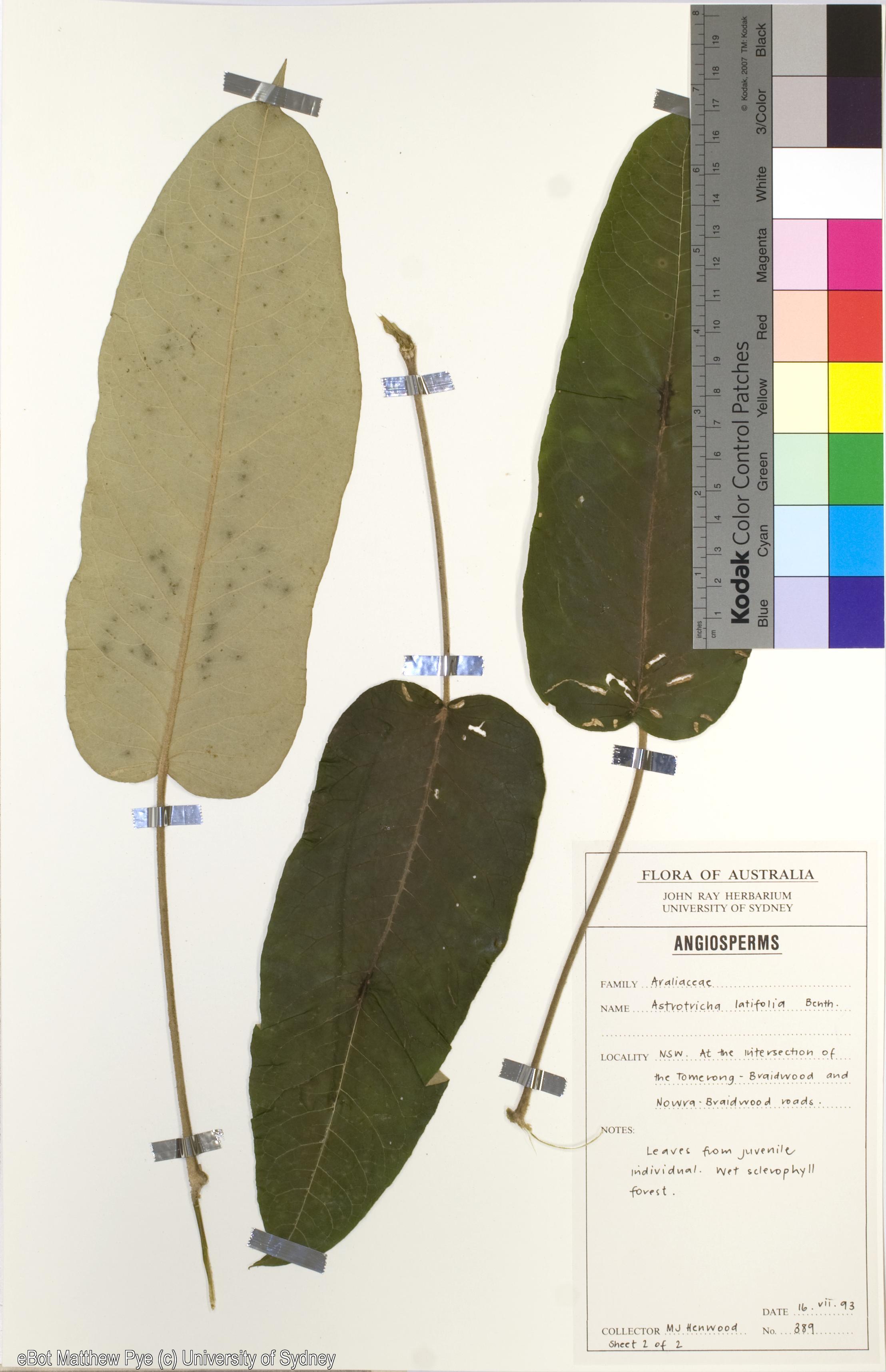 Astrotricha latifolia