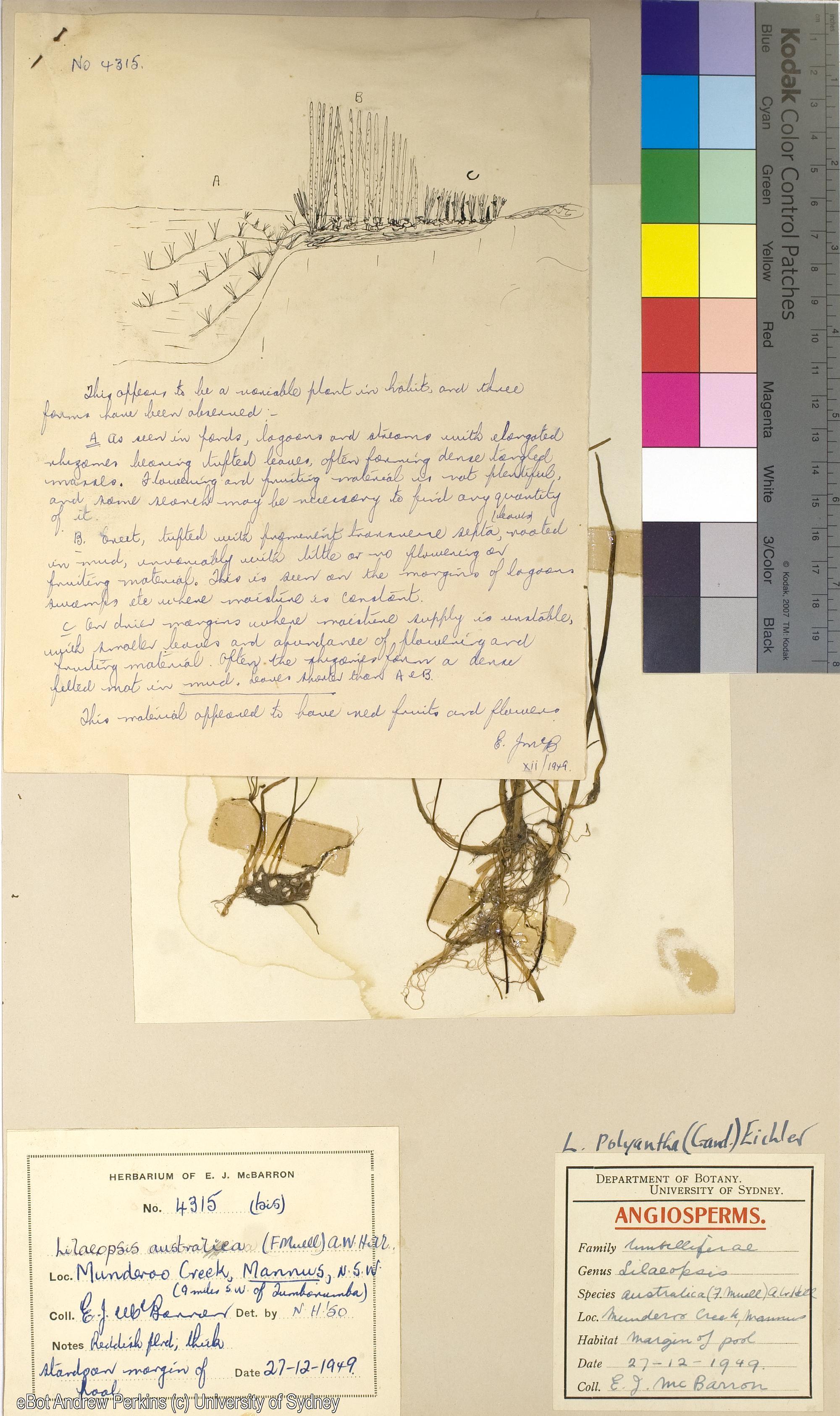 Lilaeopsis polyantha