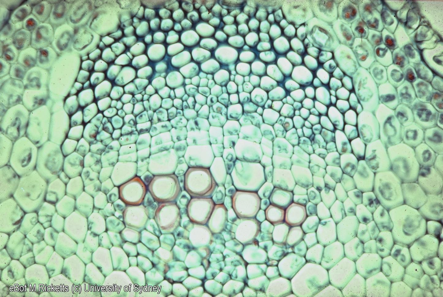 TS vascular bundle Medicago stem