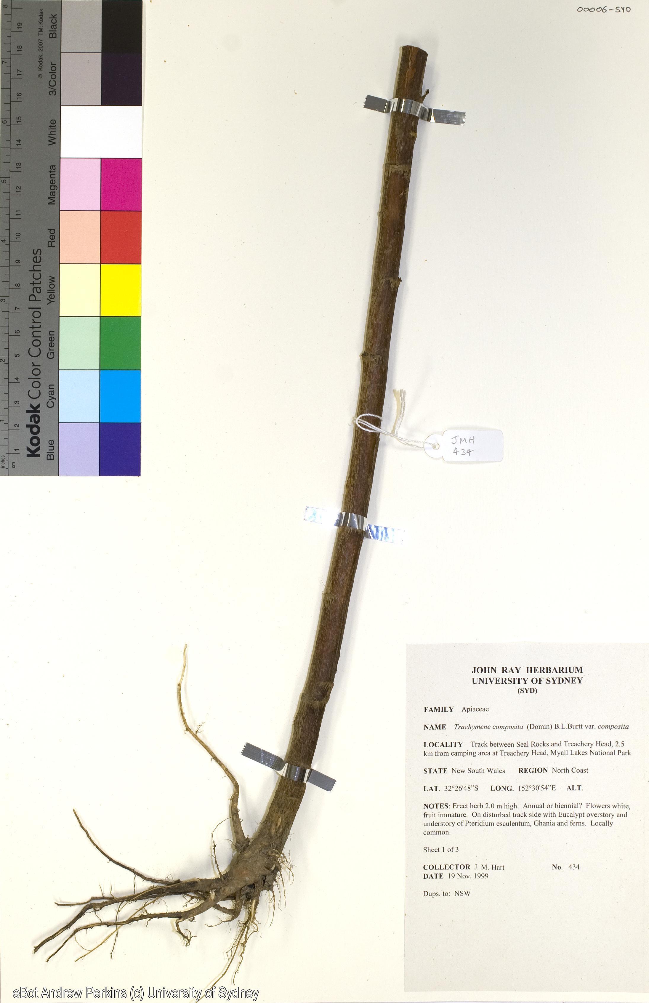 Trachymene composita