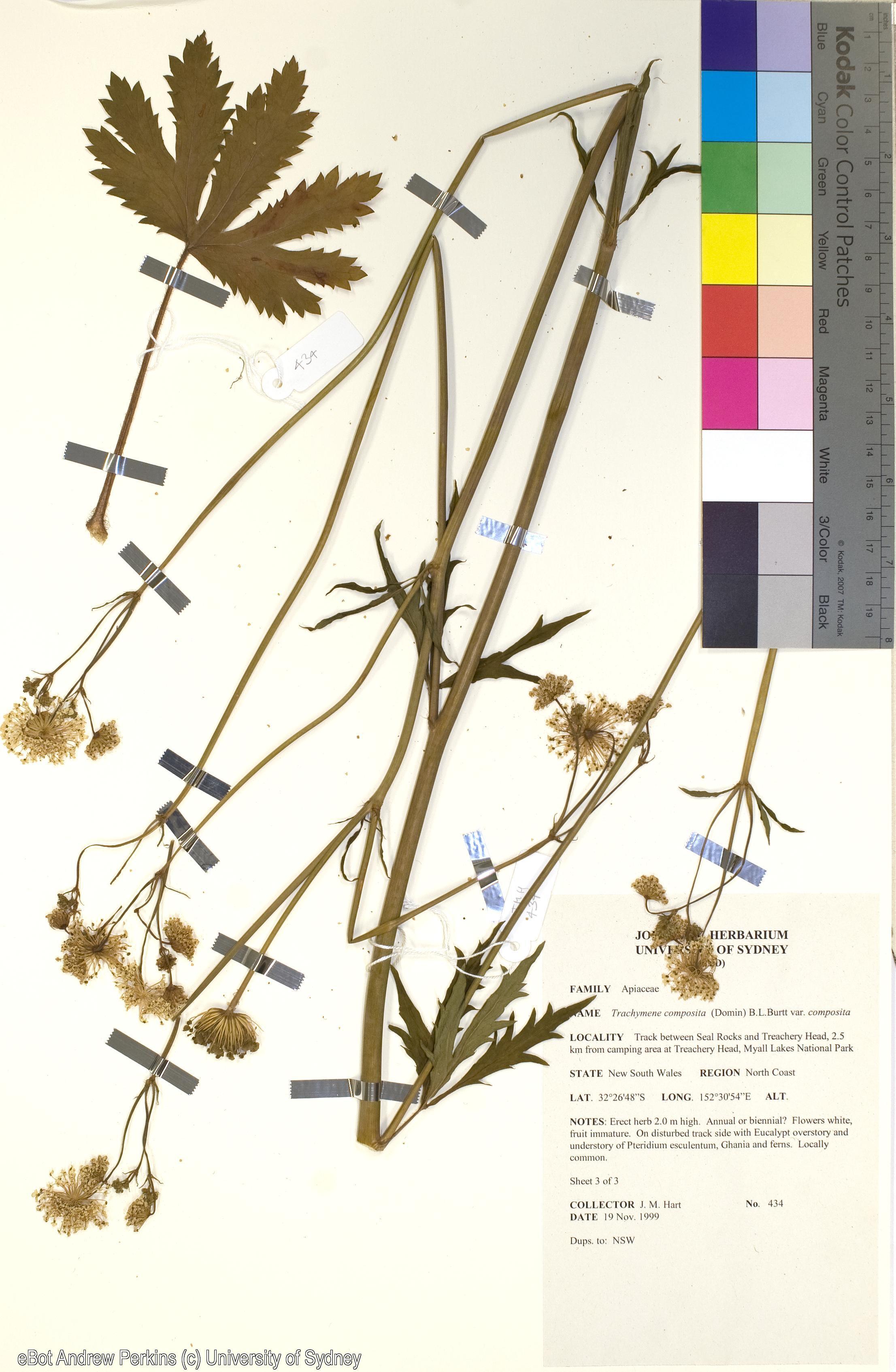 Trachymene composita