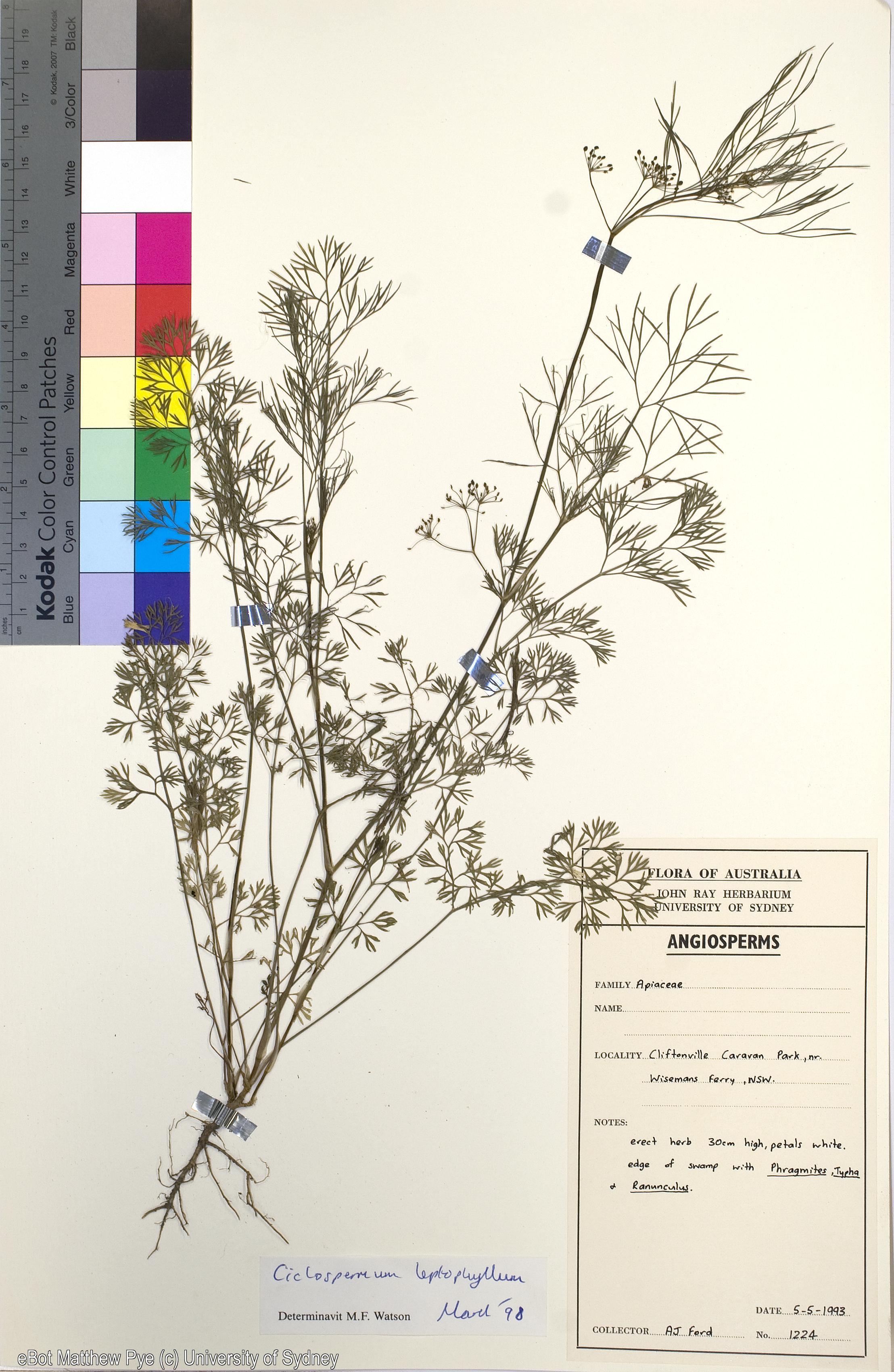 Ciclospermum leptophyllum