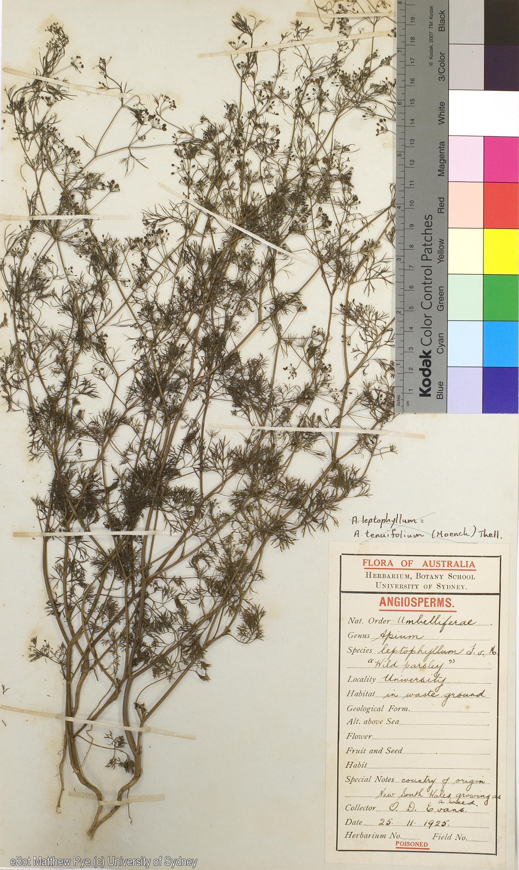 Ciclospermum leptophyllum