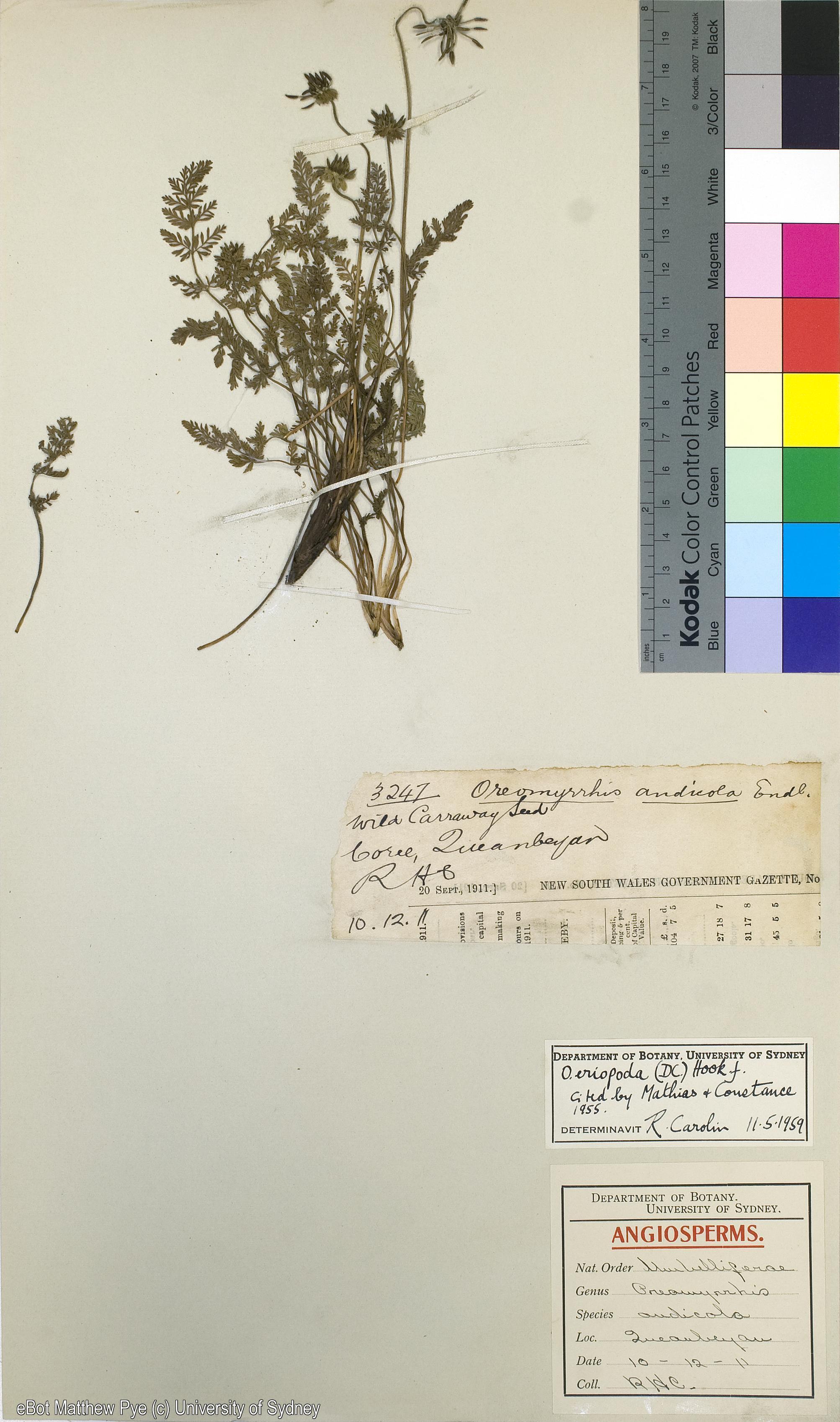 Oreomyrrhis eriopoda