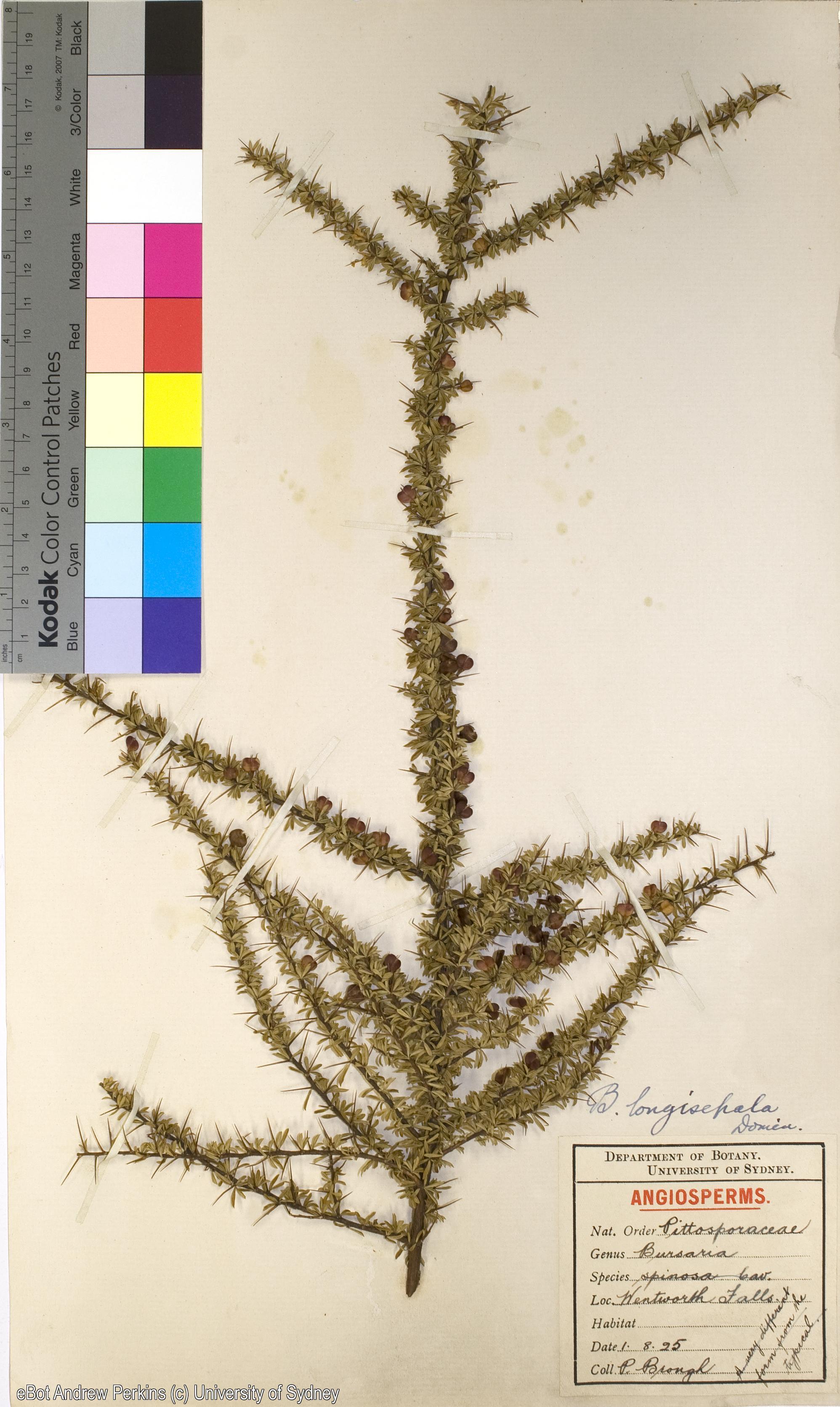 Bursaria longisepala