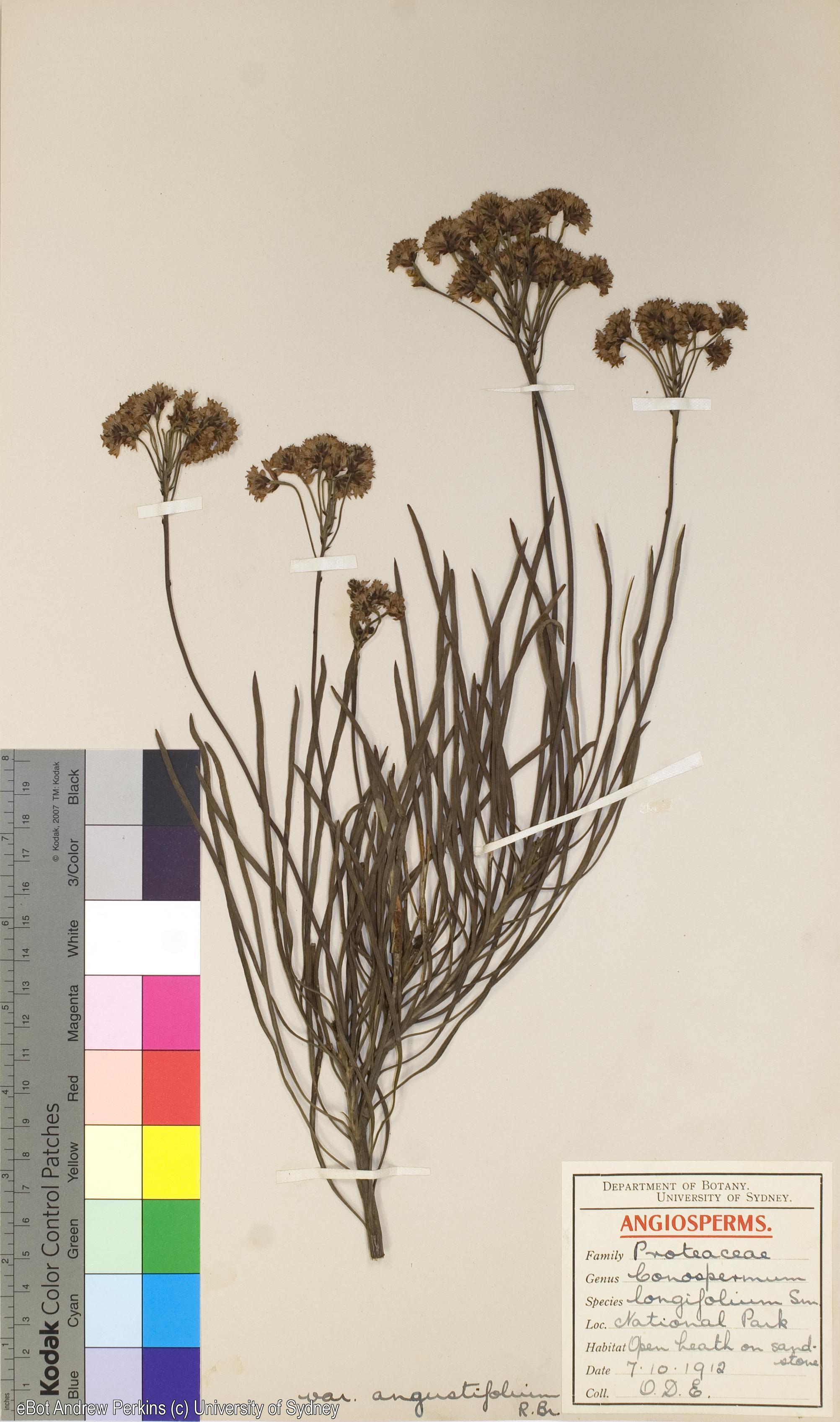 Conospermum longifolium subsp. angustifolium