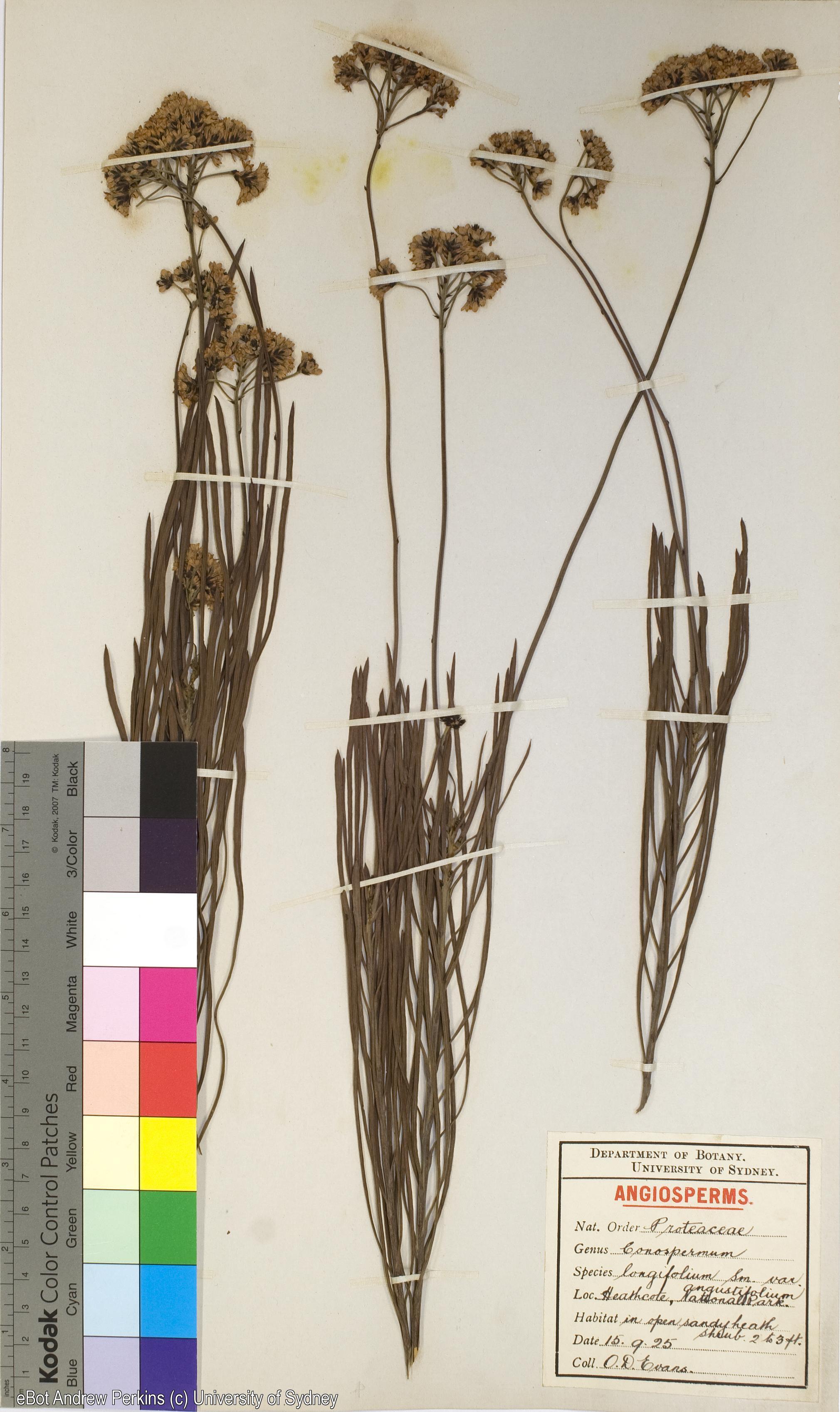 Conospermum longifolium subsp. angustifolium