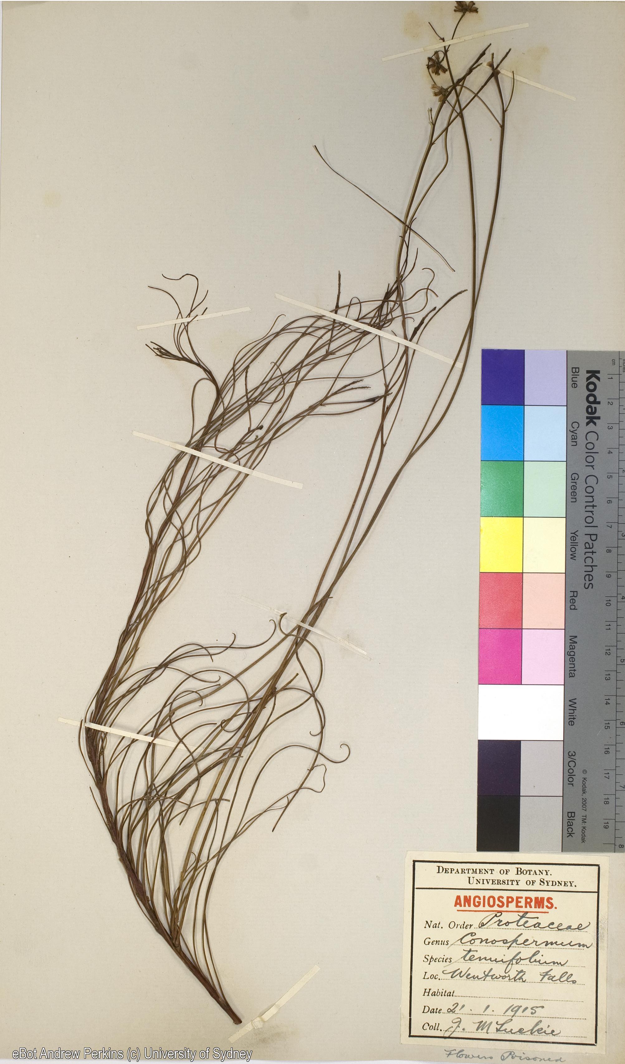 Conospermum tenuifolium